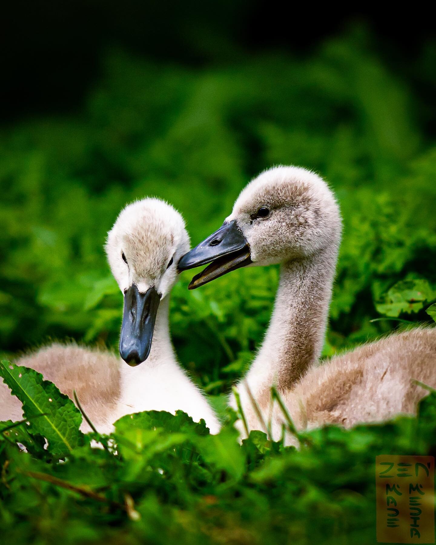 Sibling love ❤️
Such a beautiful moment when the parents would let me get closer to them, they saw me feeding the other birds and I took my time to approach them. This is shot with my 85mm.
*
#beautifulmoments #swanbabies #babyswan #swanlake #uglyduc