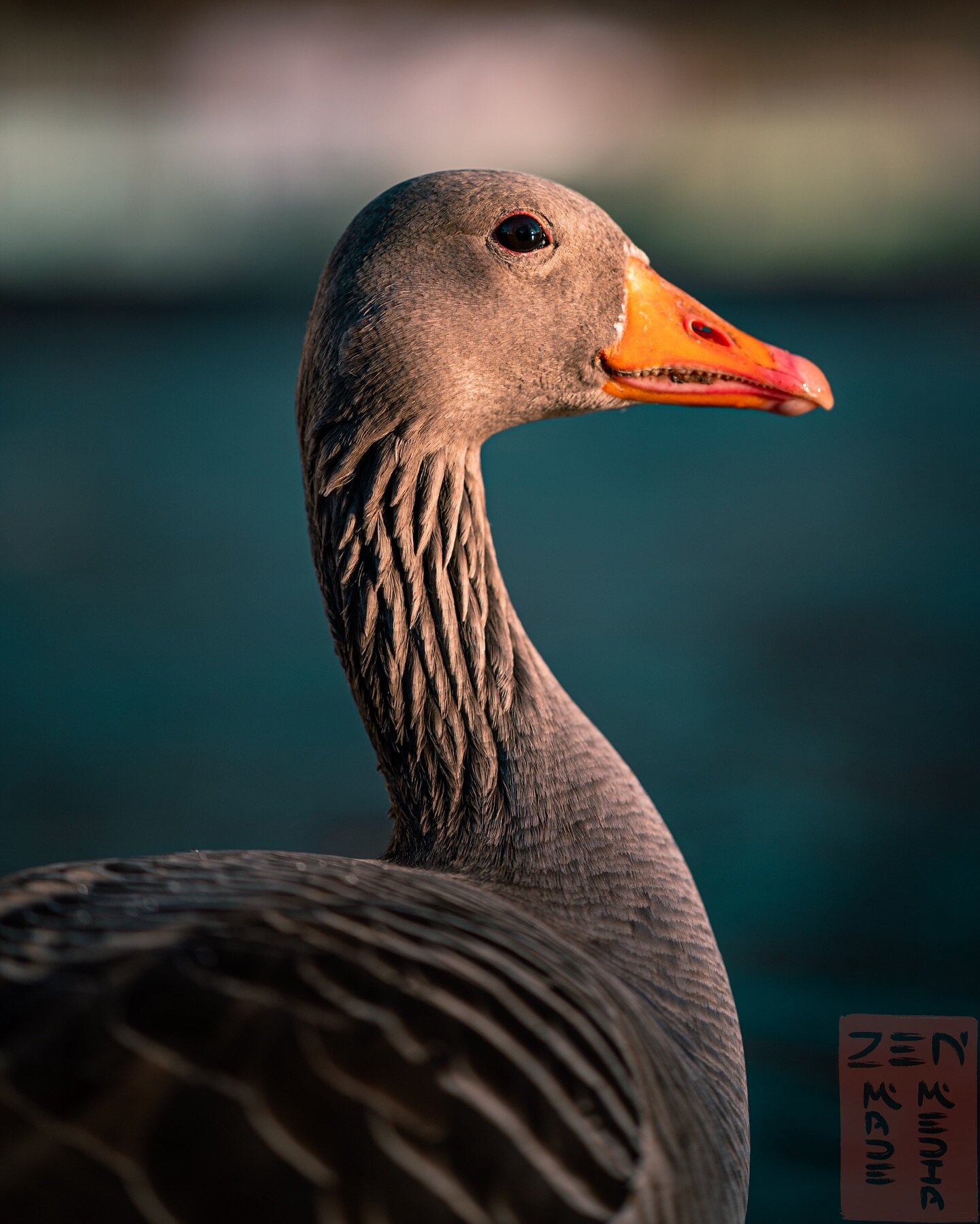 It&rsquo;s such an amazing thing when you can be close to wild animals and just be in their presence. The goose did not bother when I sat down next to him. Just 1m away and had the chance to snap some shots with my 85mm, such a perfect model.
*
#bird