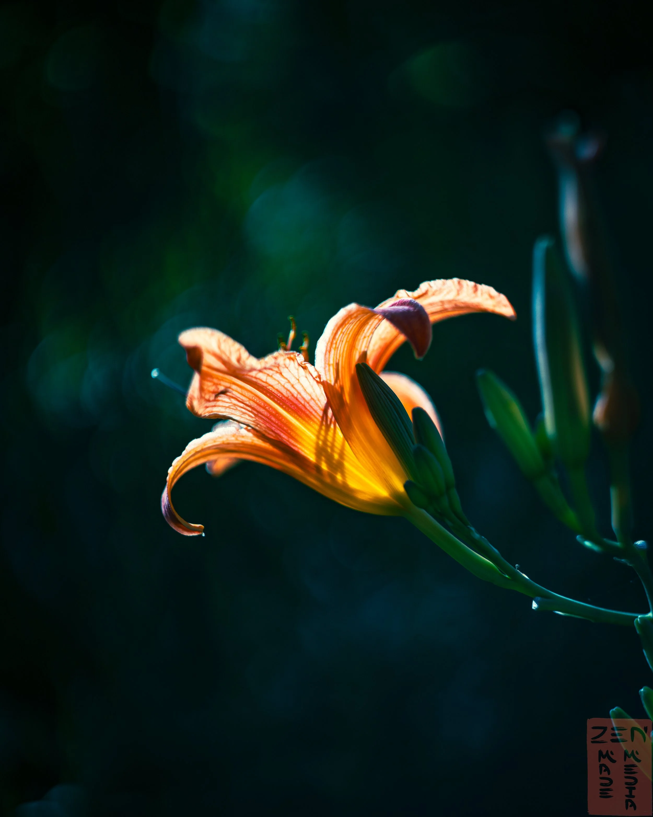 Isolated flower.jpg