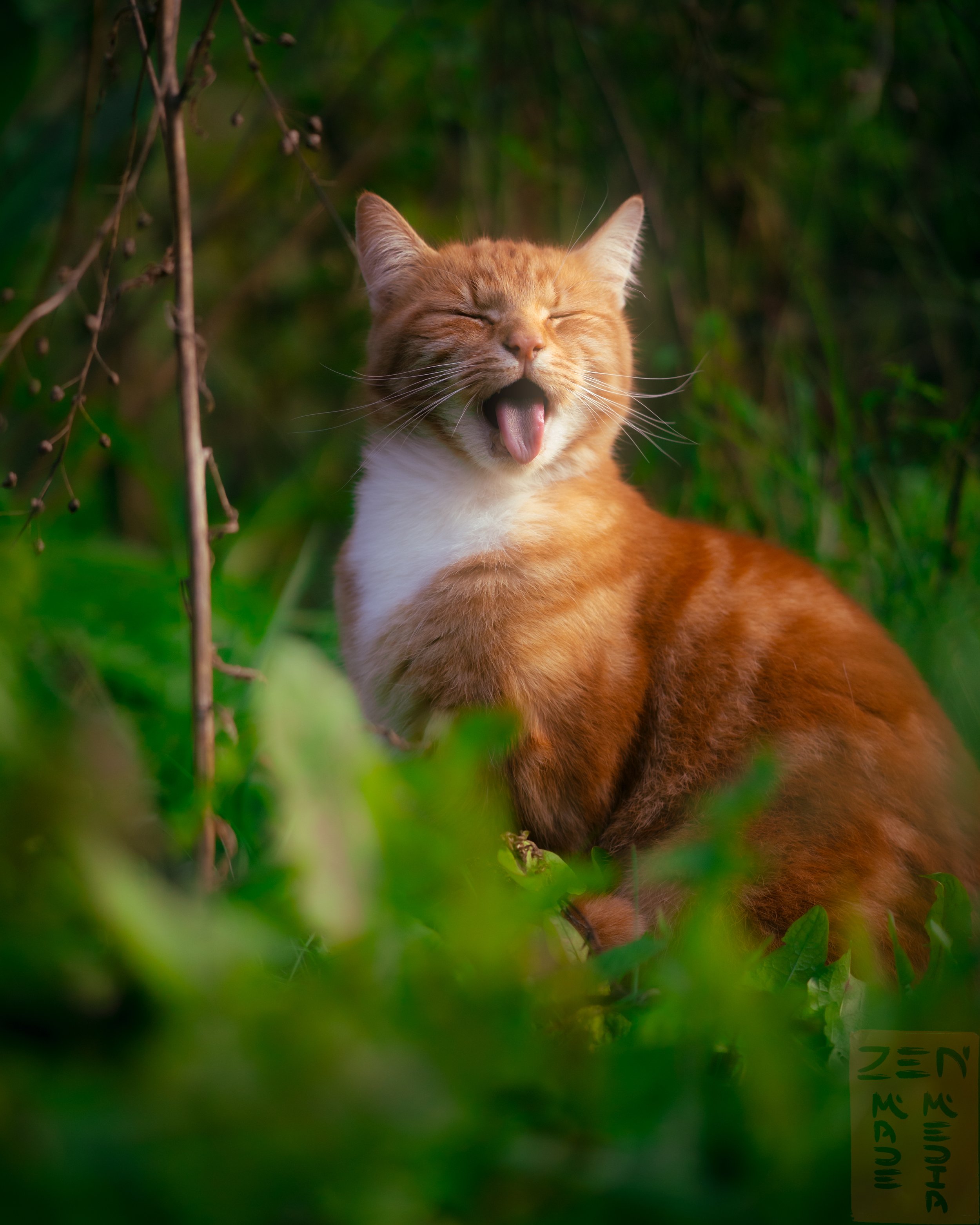 Yawn sunshine cat.jpg