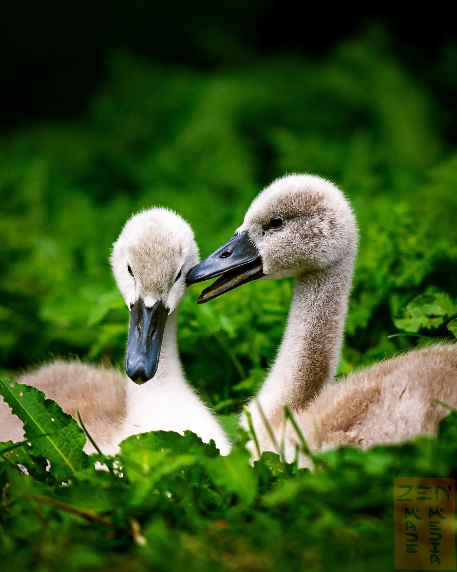 babyswans.jpg