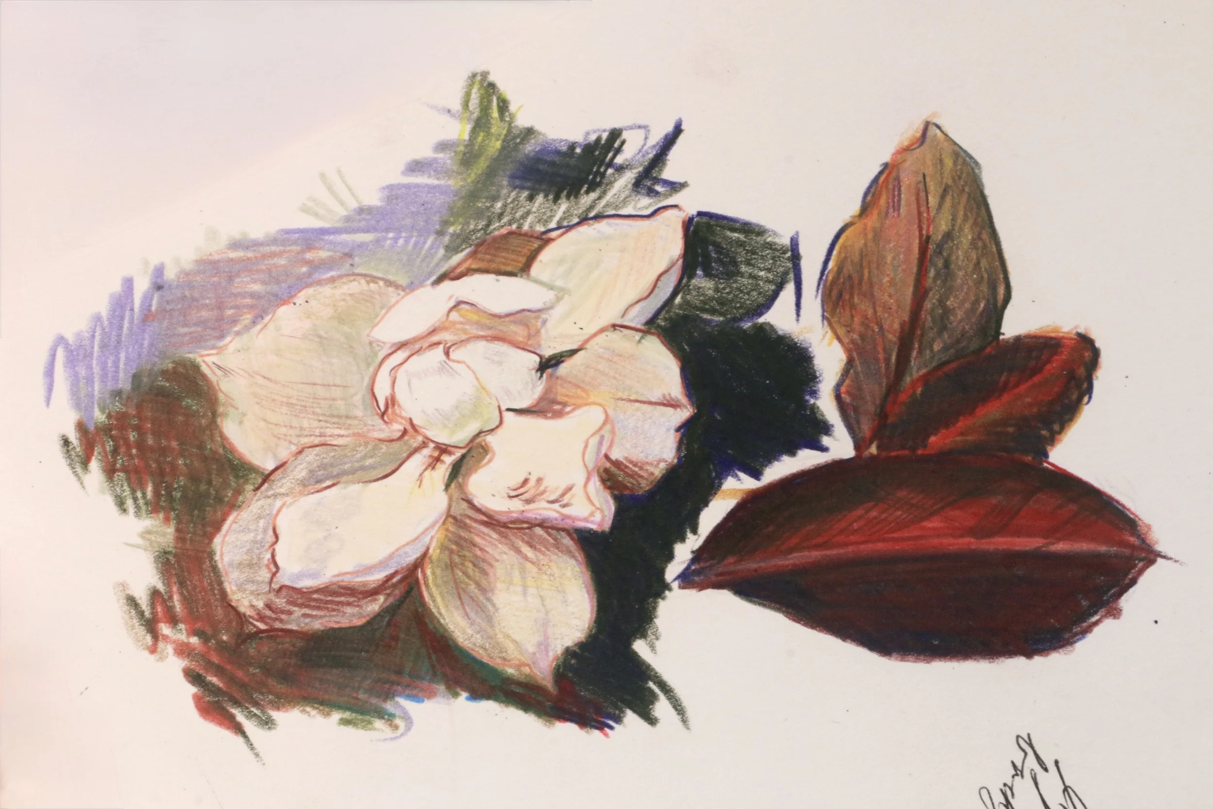 Magnificence Series - Study