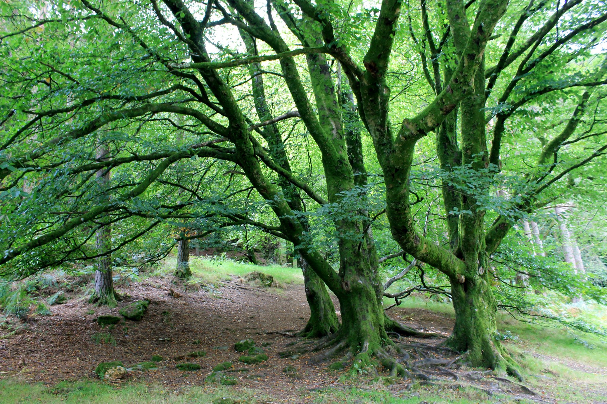 Ireland Green Trees - 2014-09-08.jpeg