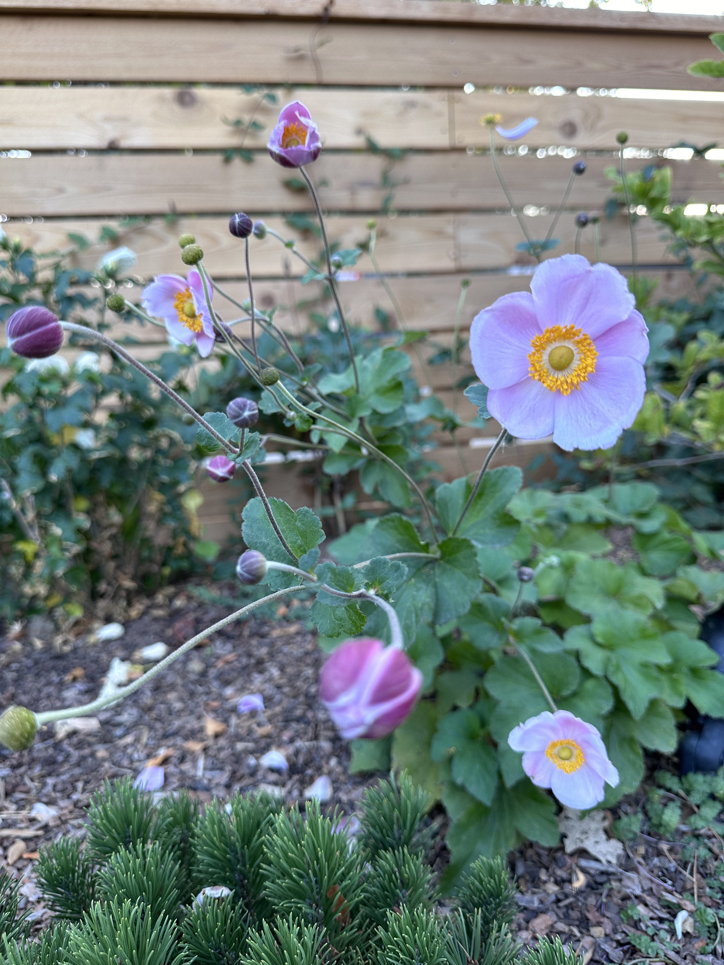 Bloom16.jpeg