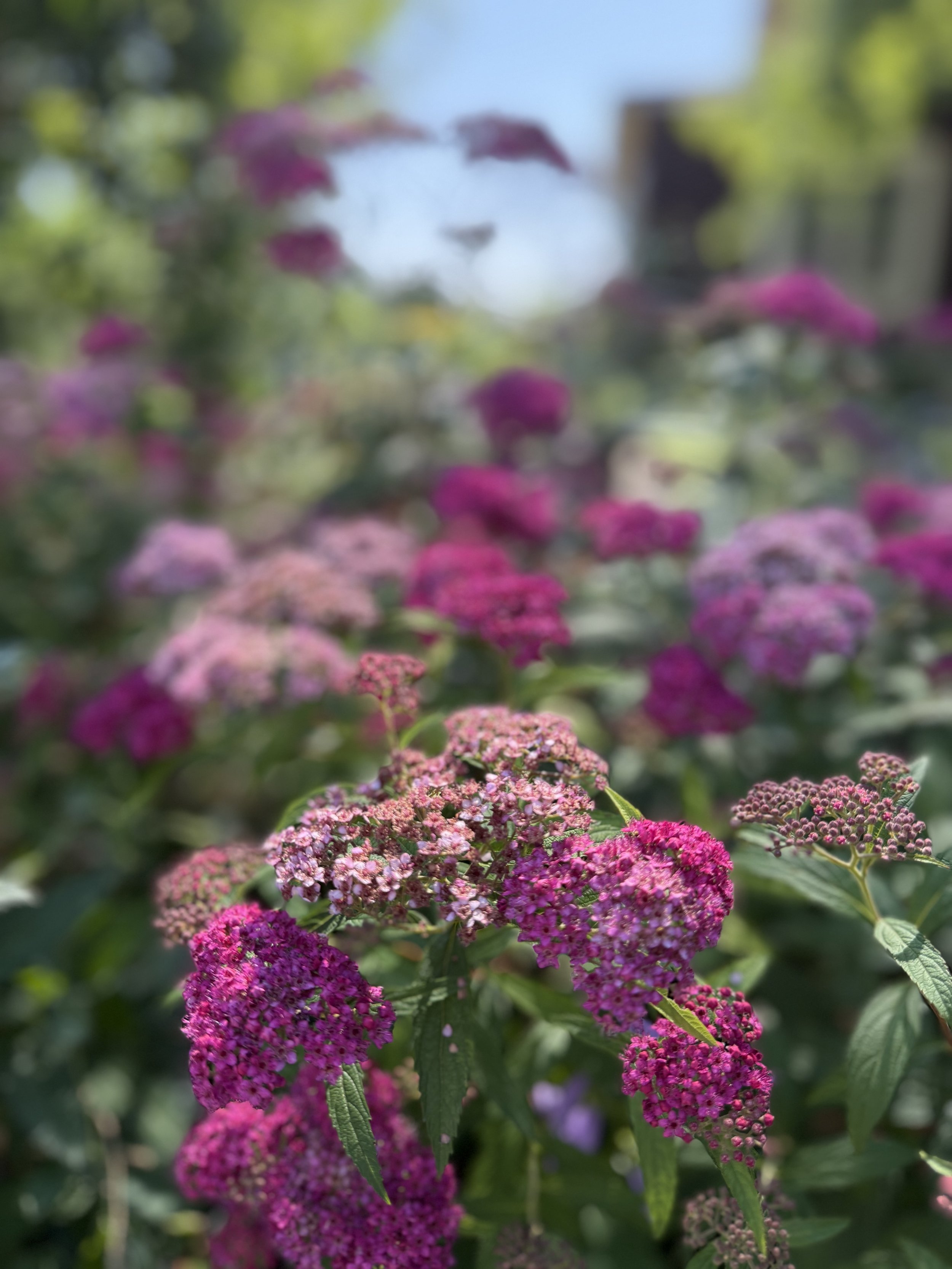 IMG_1861.jpeg