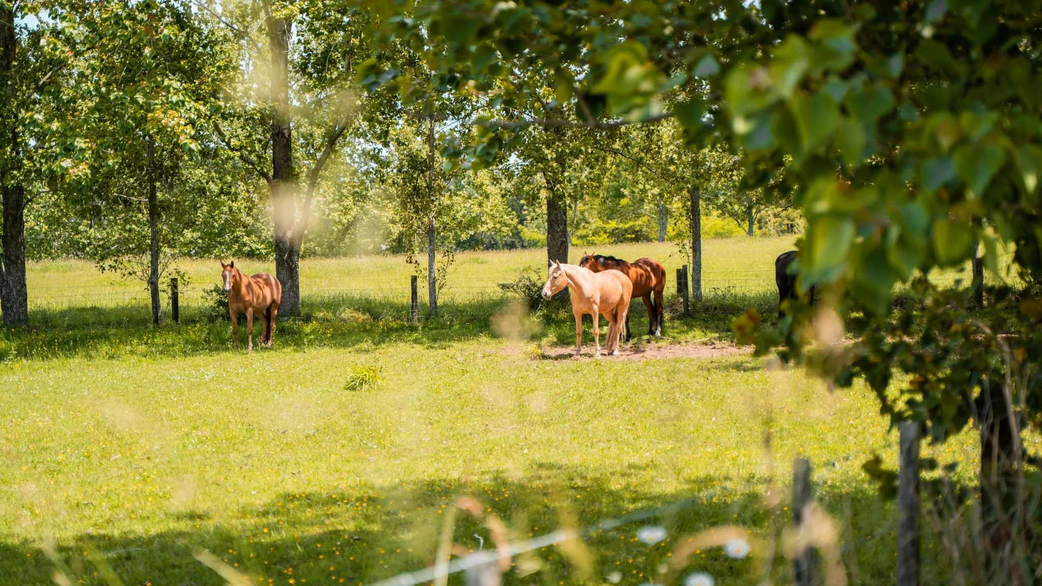 Horses in paddock landscape.jpeg