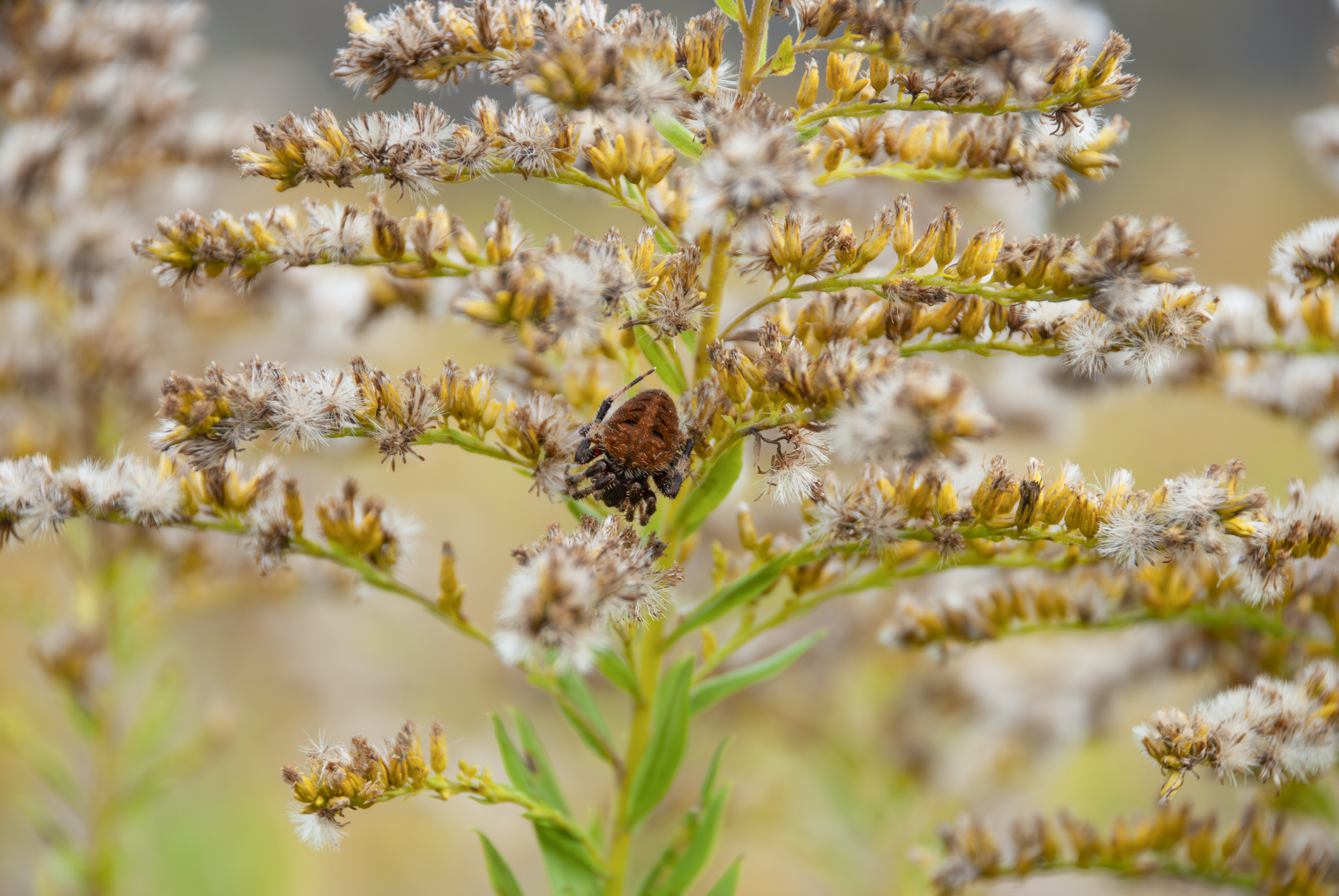 "Solar Field Spider" - Arlo Ward