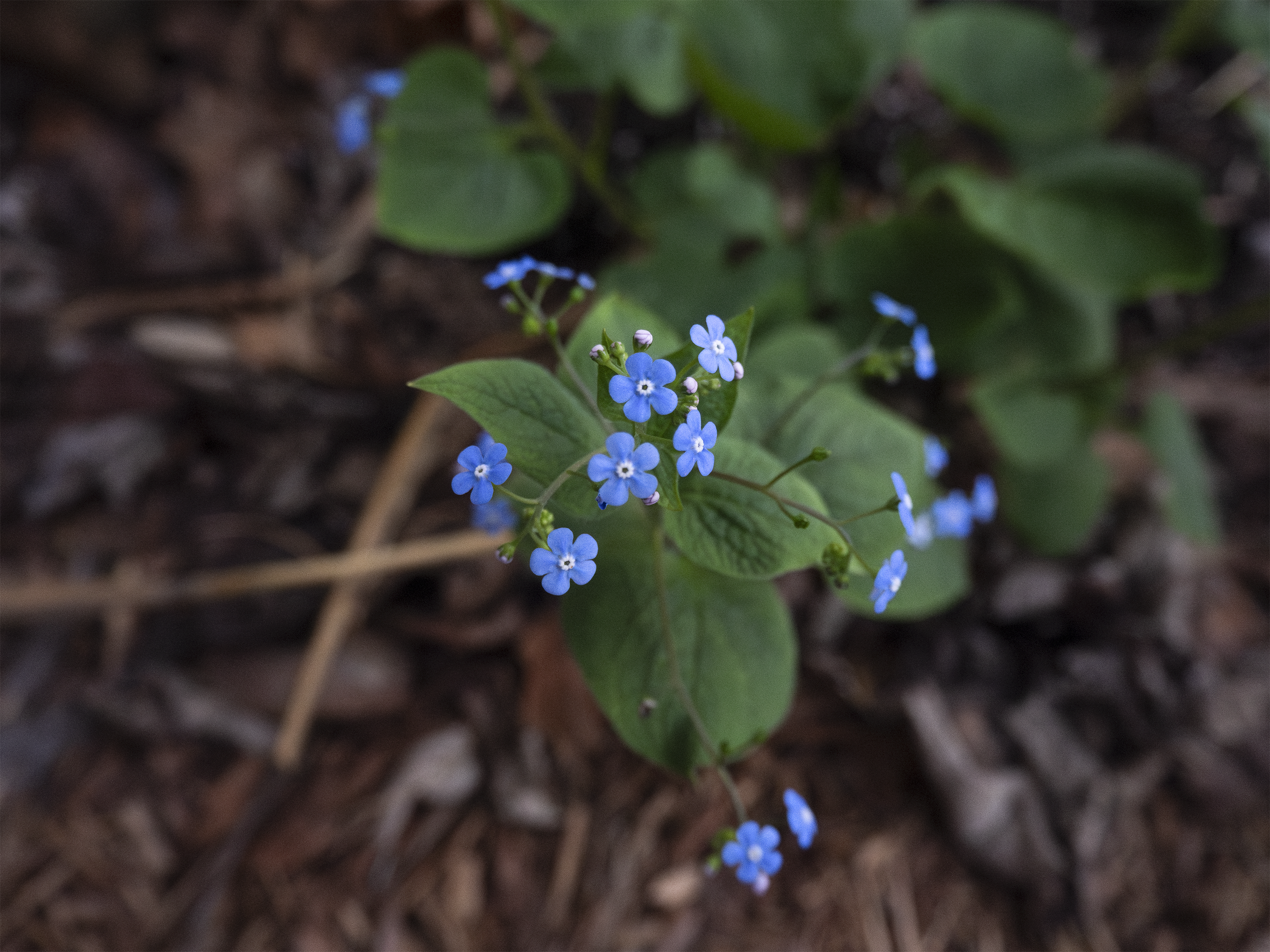"Blue Heartleaf" - Arlo Ward