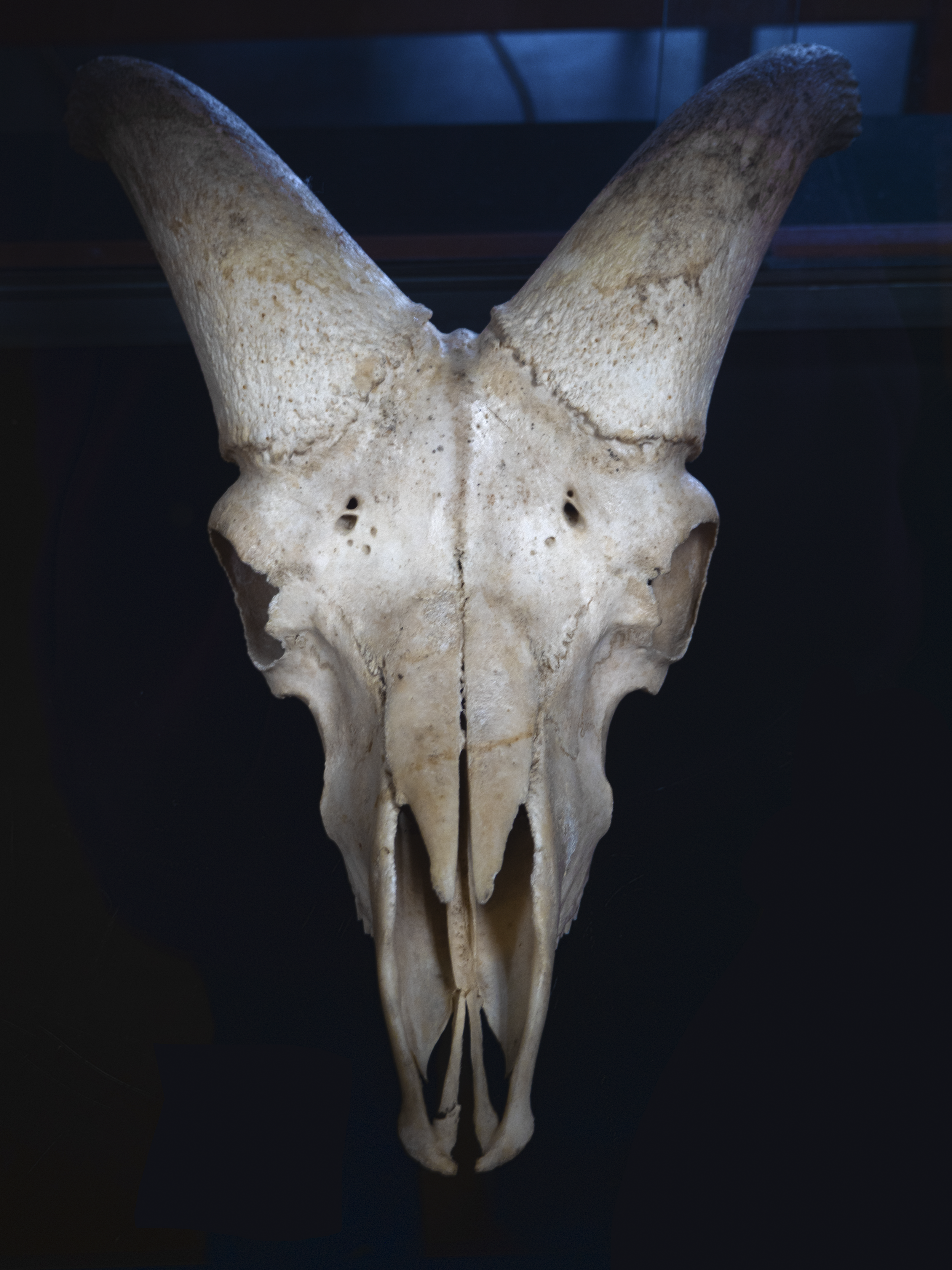 "Shep Skull" - Arlo Ward