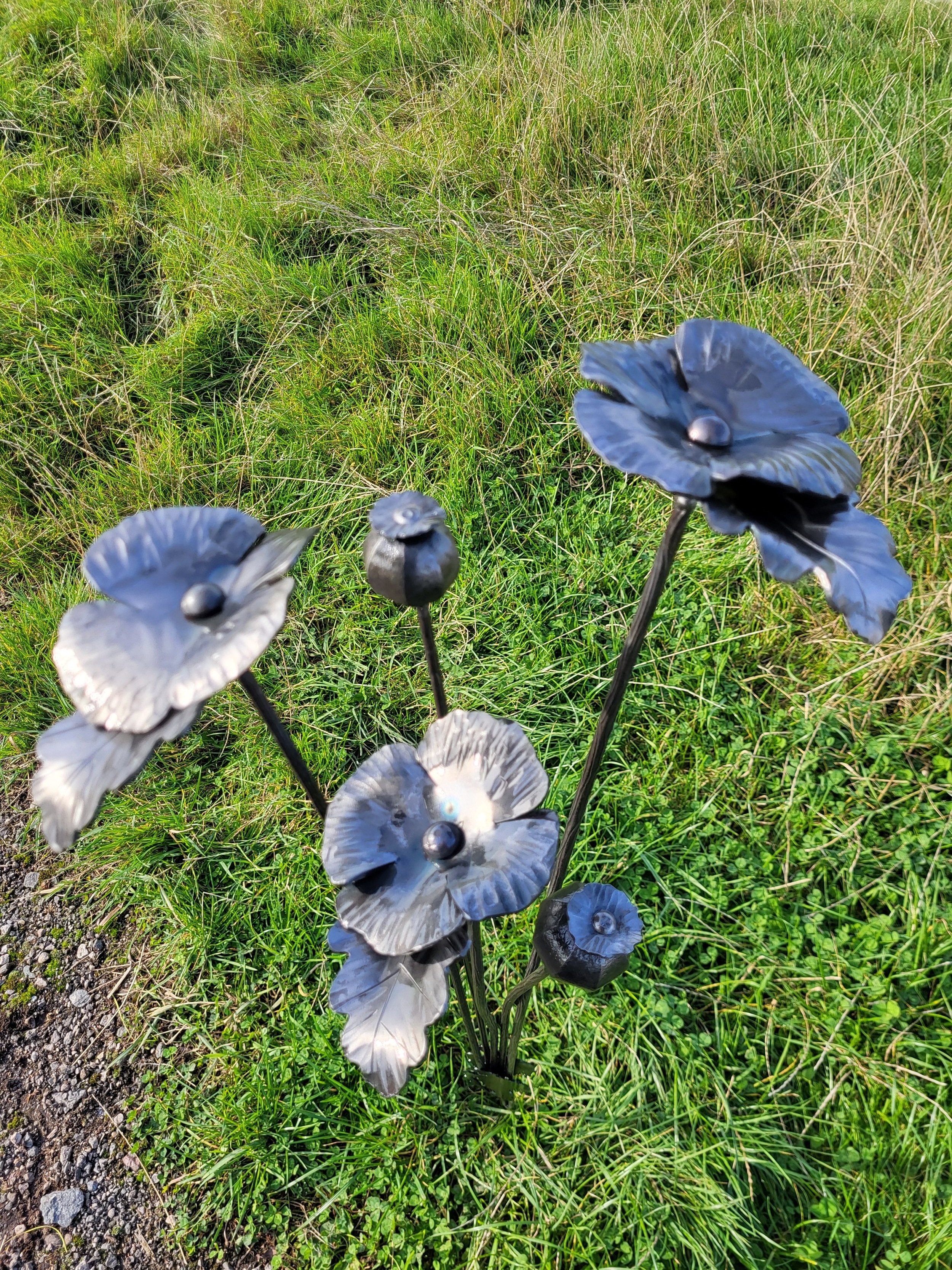 poppy+2.jpg