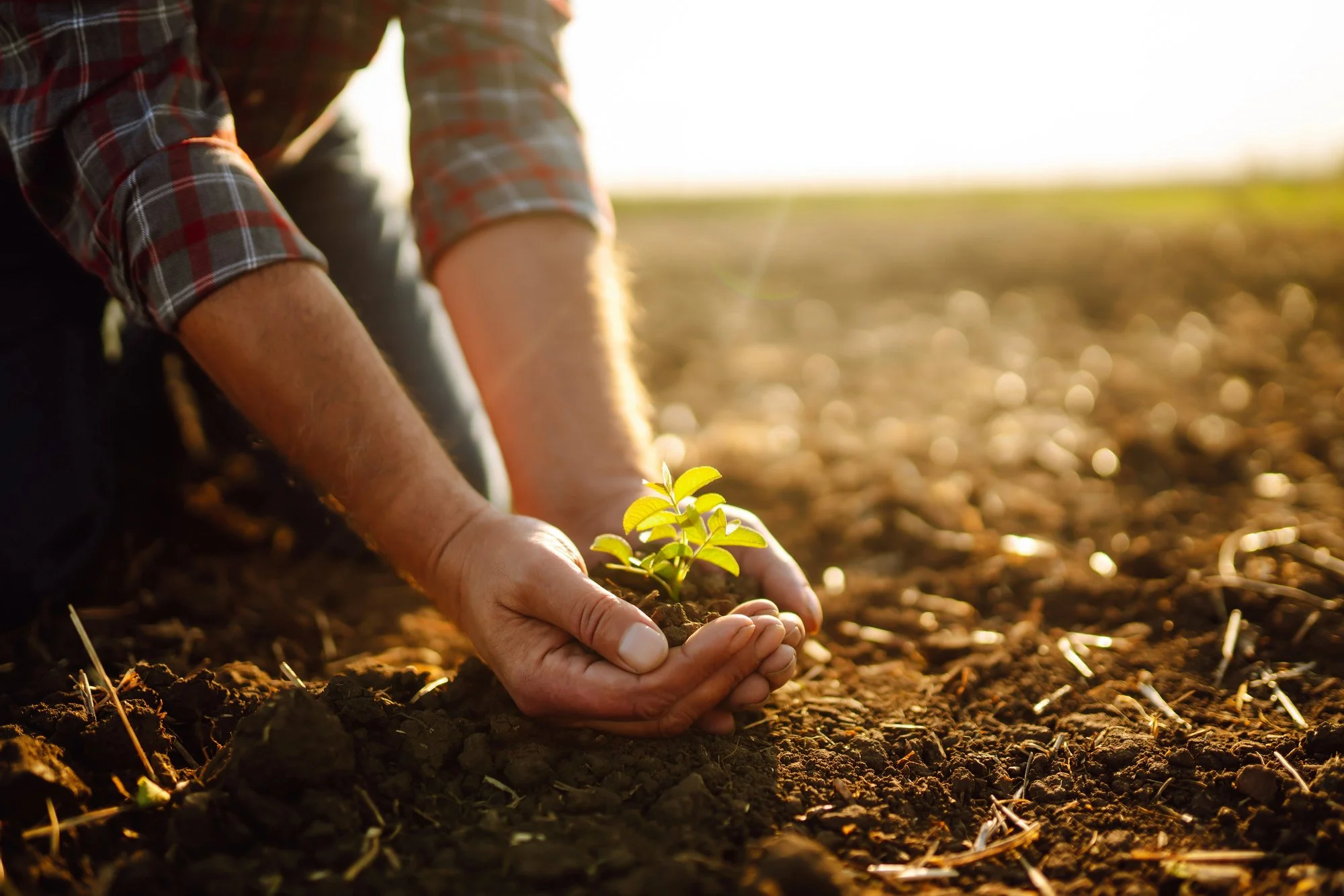 Back to the Roots: Why the Future of Food May Depend on Regenerative Farming and Real Ingredients