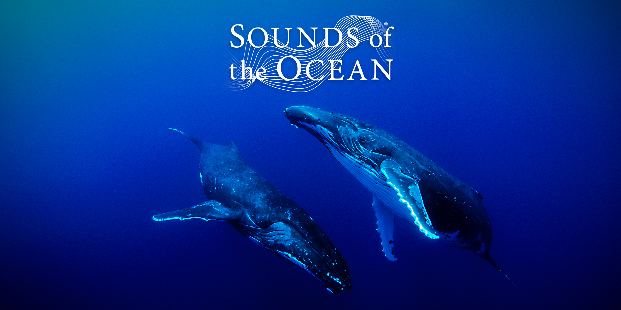 Sounds of the Ocean Isn't Just a Show… It's a Love Letter to the Sea