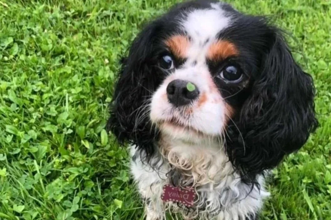 For the Love of Daisy… How one little dog inspired a bigger conversation about love, loss and the animals we call family