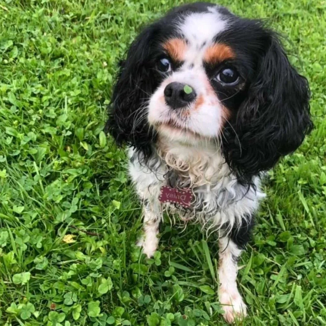 For the Love of Daisy… How one little dog inspired a bigger conversation about love, loss and the animals we call family.