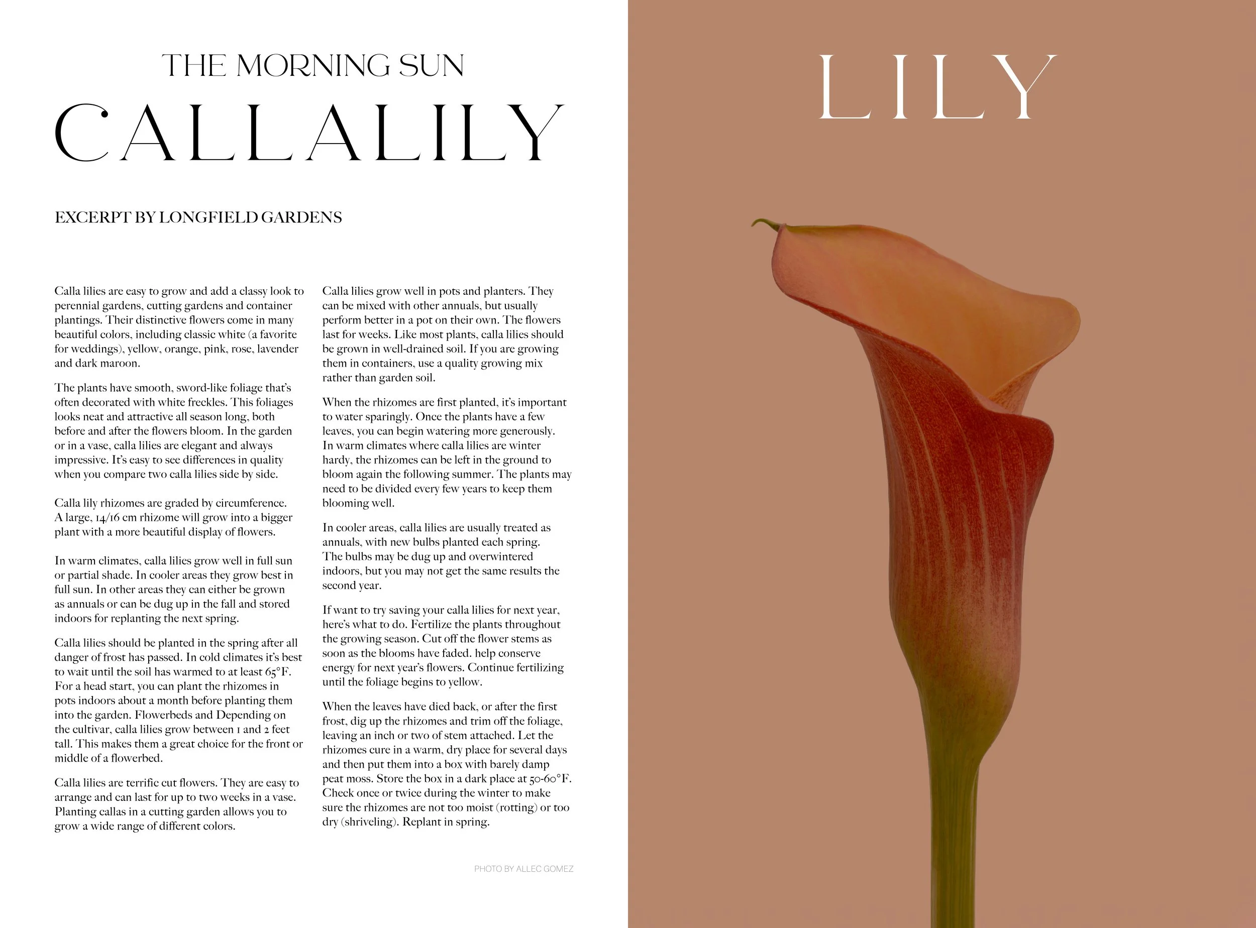 inside spreads- tiny.jpg