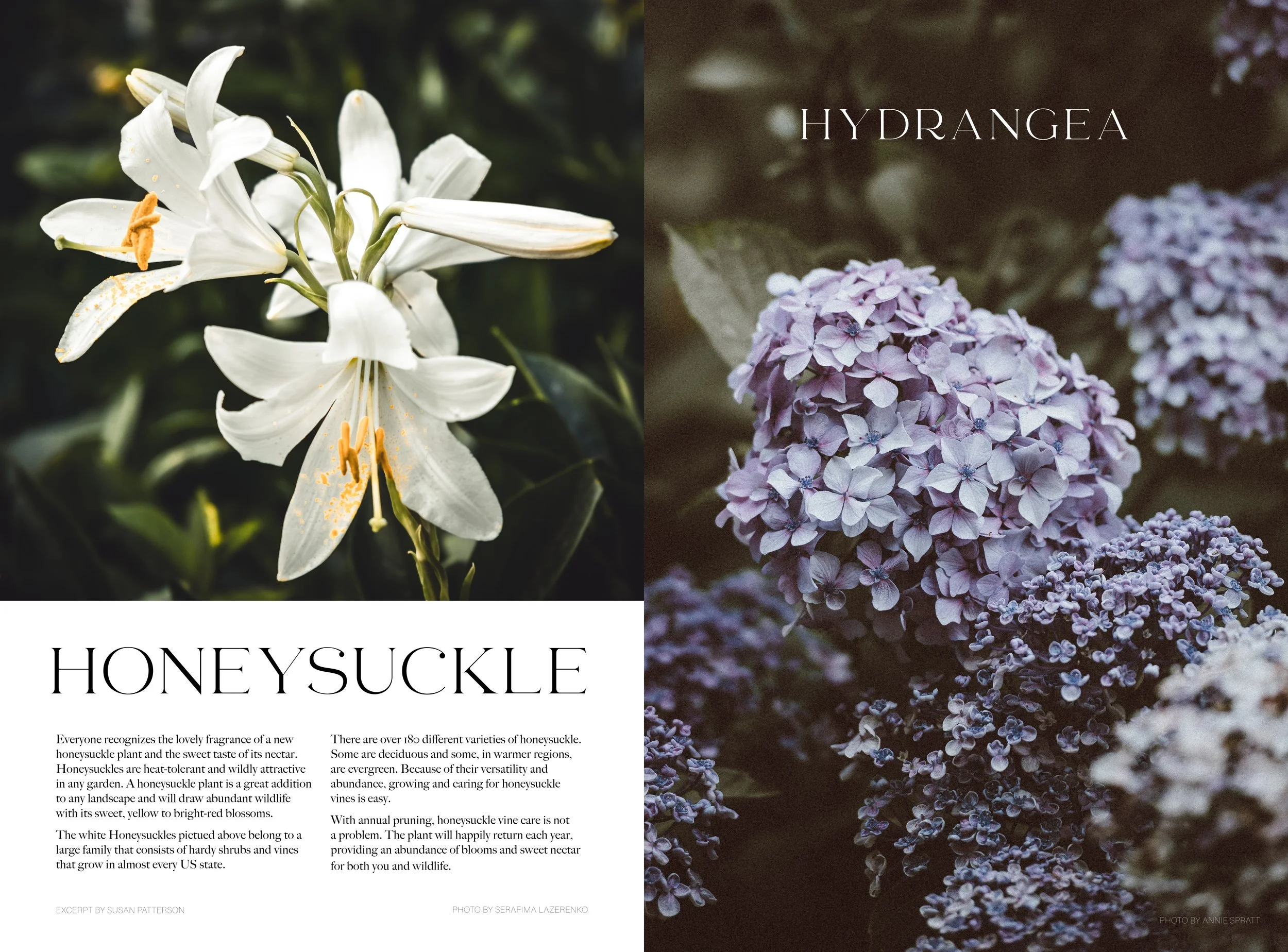 inside spreads- tiny3.jpg