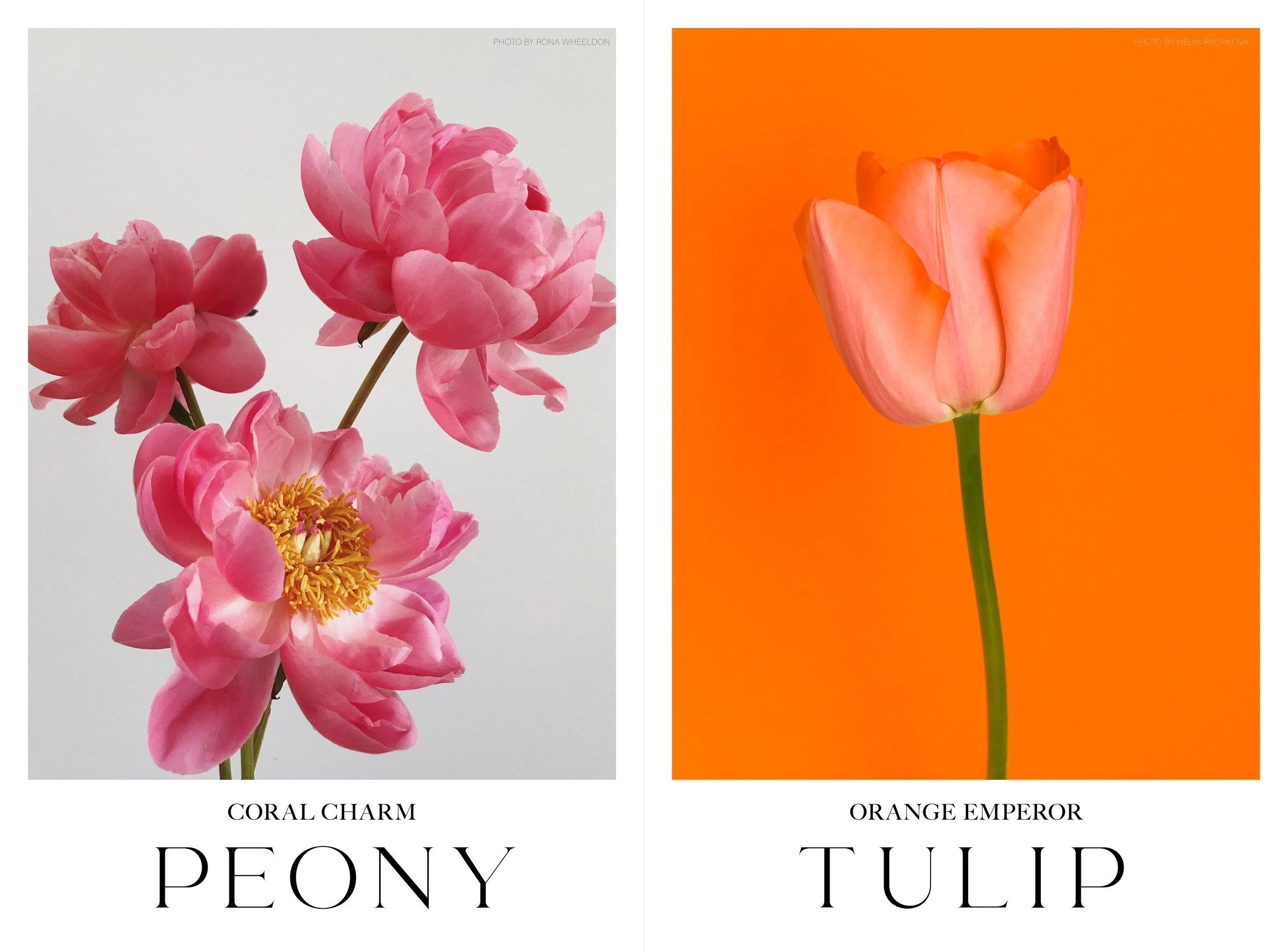 inside spreads- tiny2.jpg