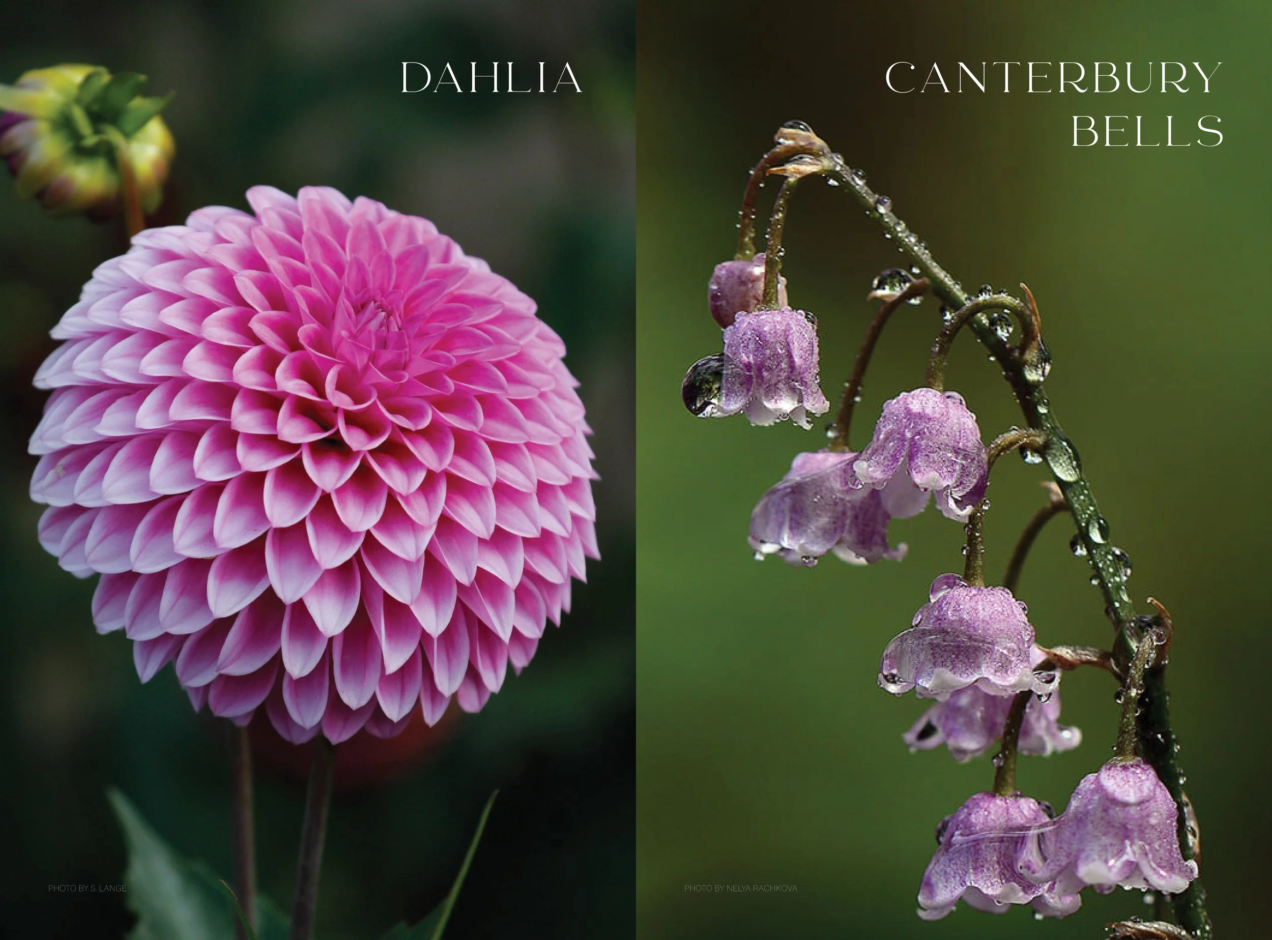 inside spreads- tiny4.jpg