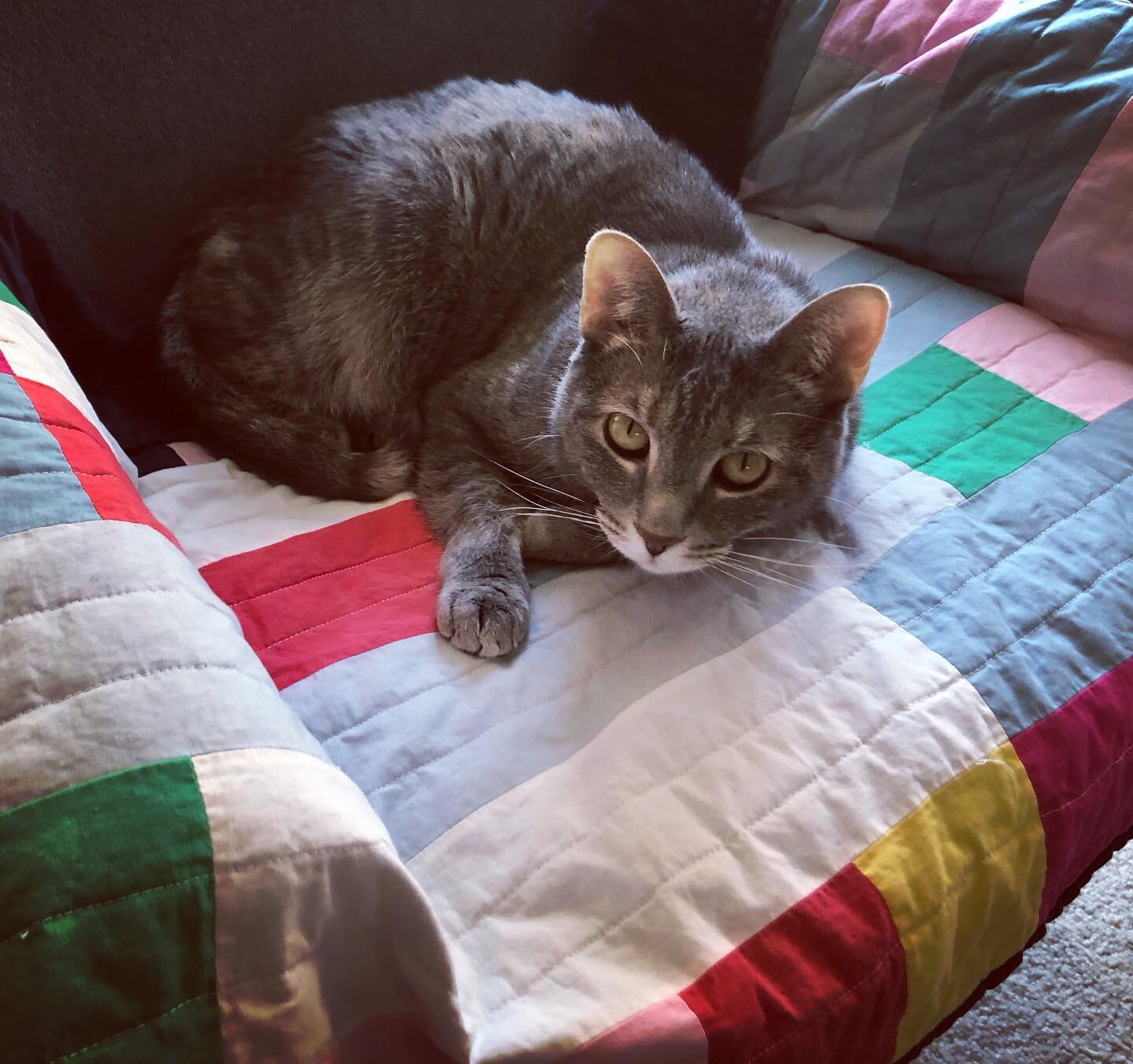 Finished the first sample of my new pattern late last night, and it&rsquo;s already Luna approved! Which is good, because I actually made this one for her. 😊🐈 She was on it as soon as I pulled it out of the dryer. Pattern coming soon! #quiltersofin