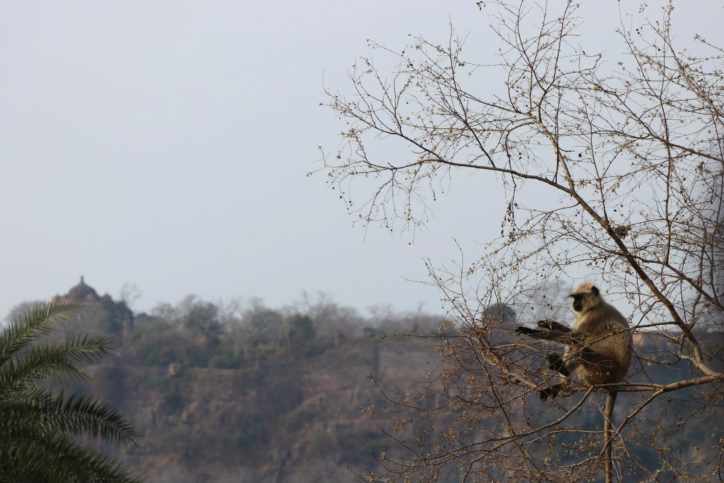 Monkey.jpg