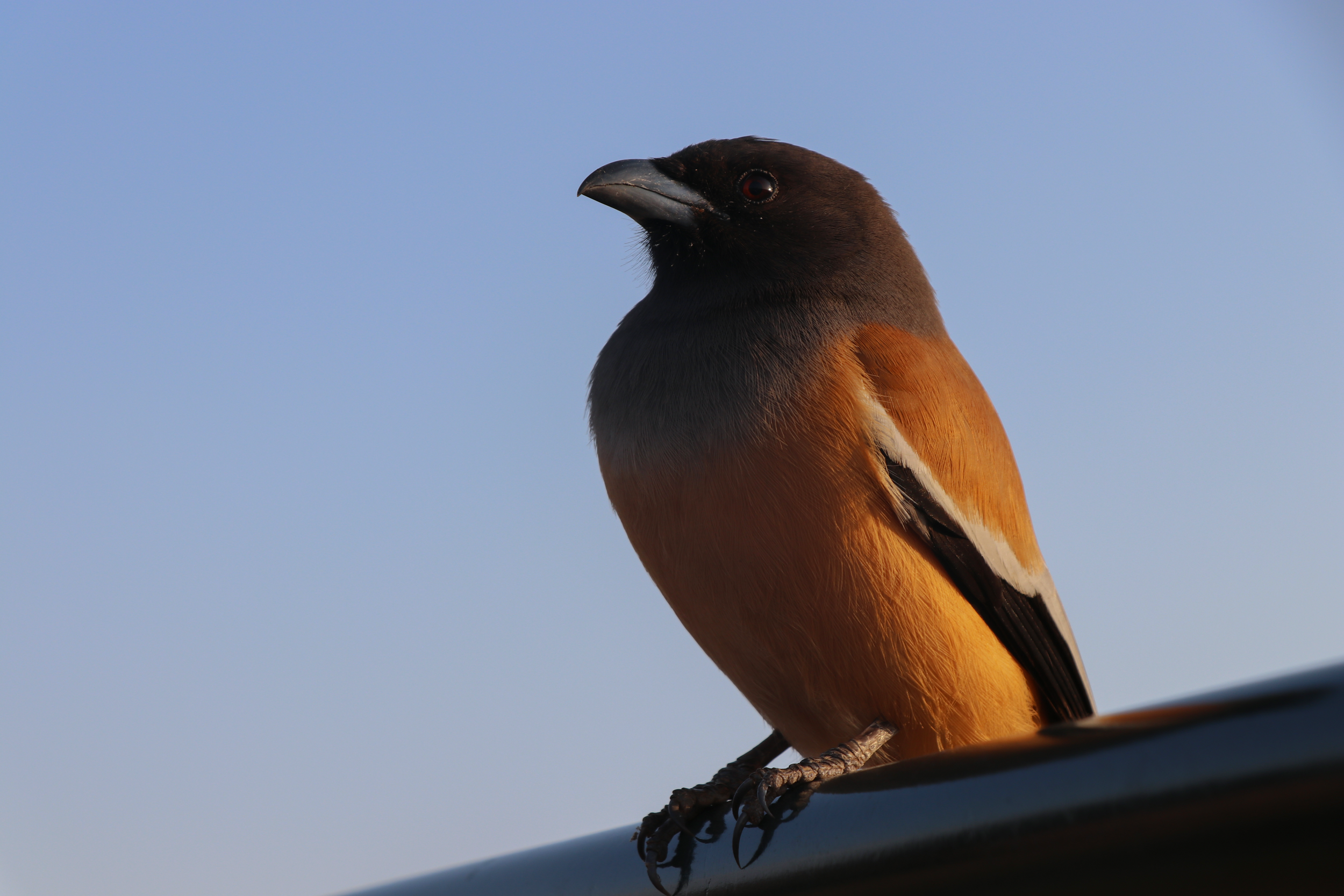 BIRD.png