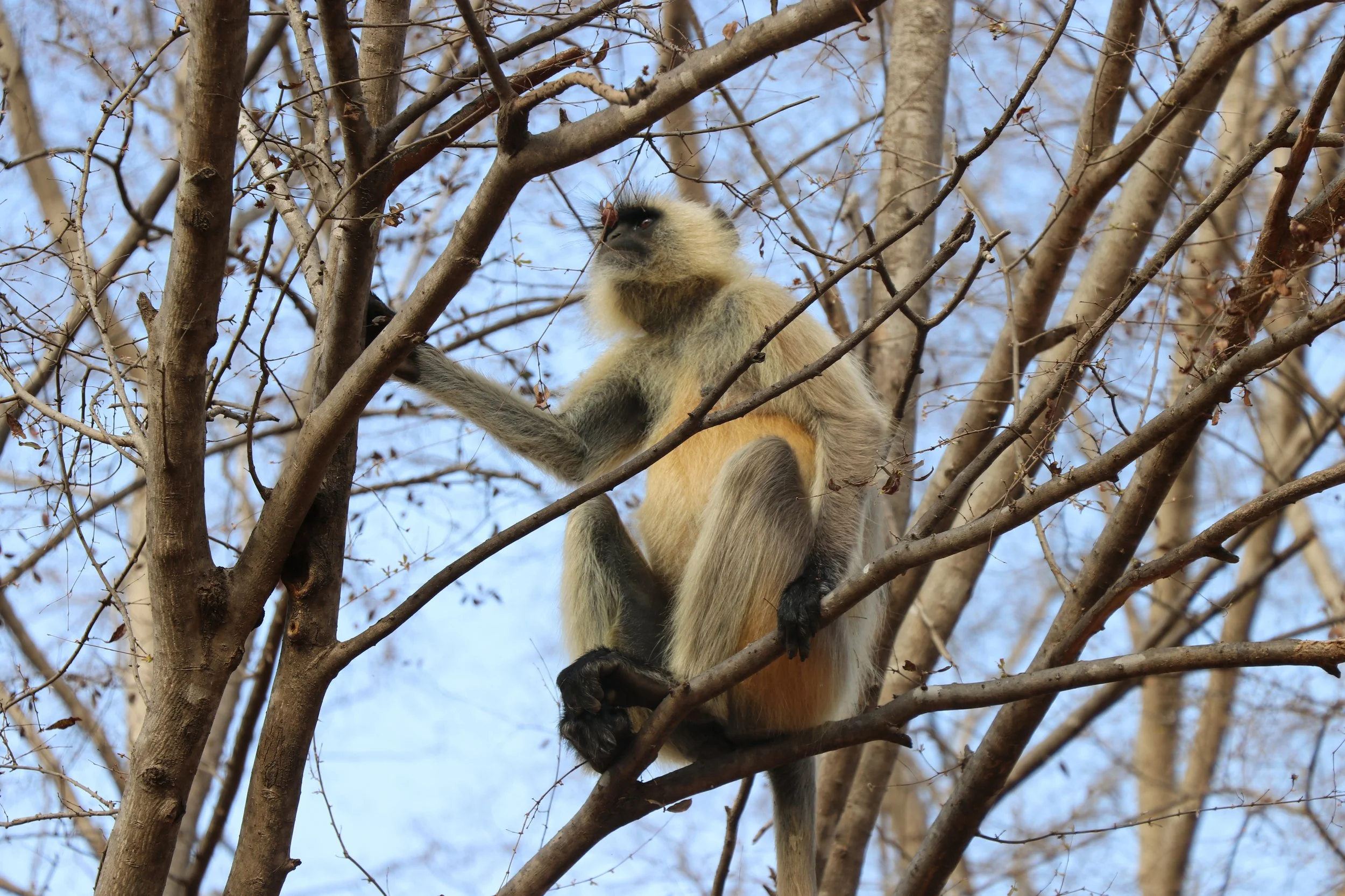 Monkey2.jpg