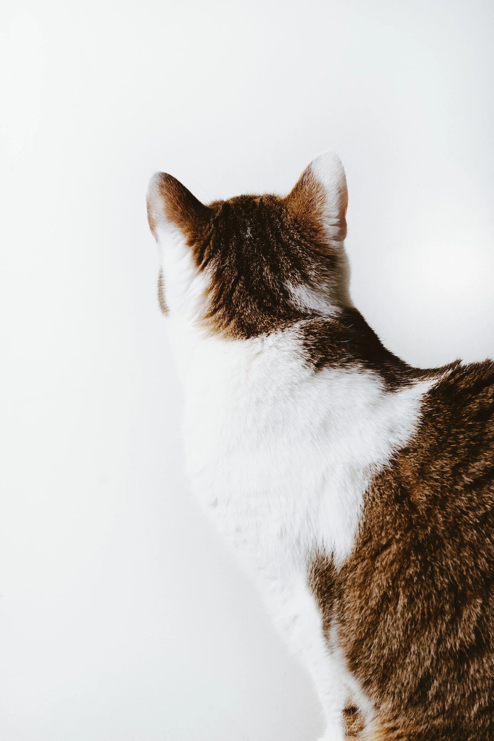 From Stripes to Spots Understanding Different Cat Coat Patterns — Mad