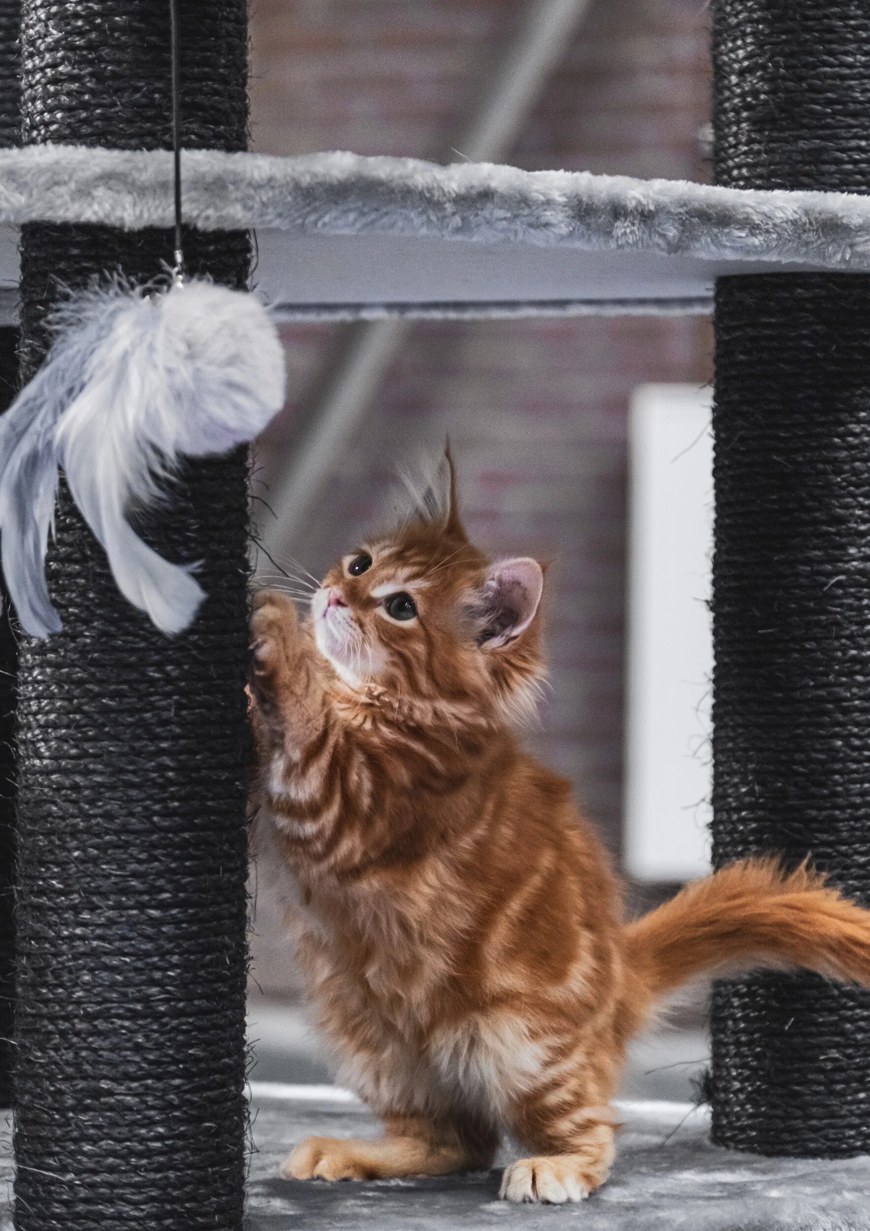 How to Keep Your Cat Entertained While You're at Work — Mad Katz Blog