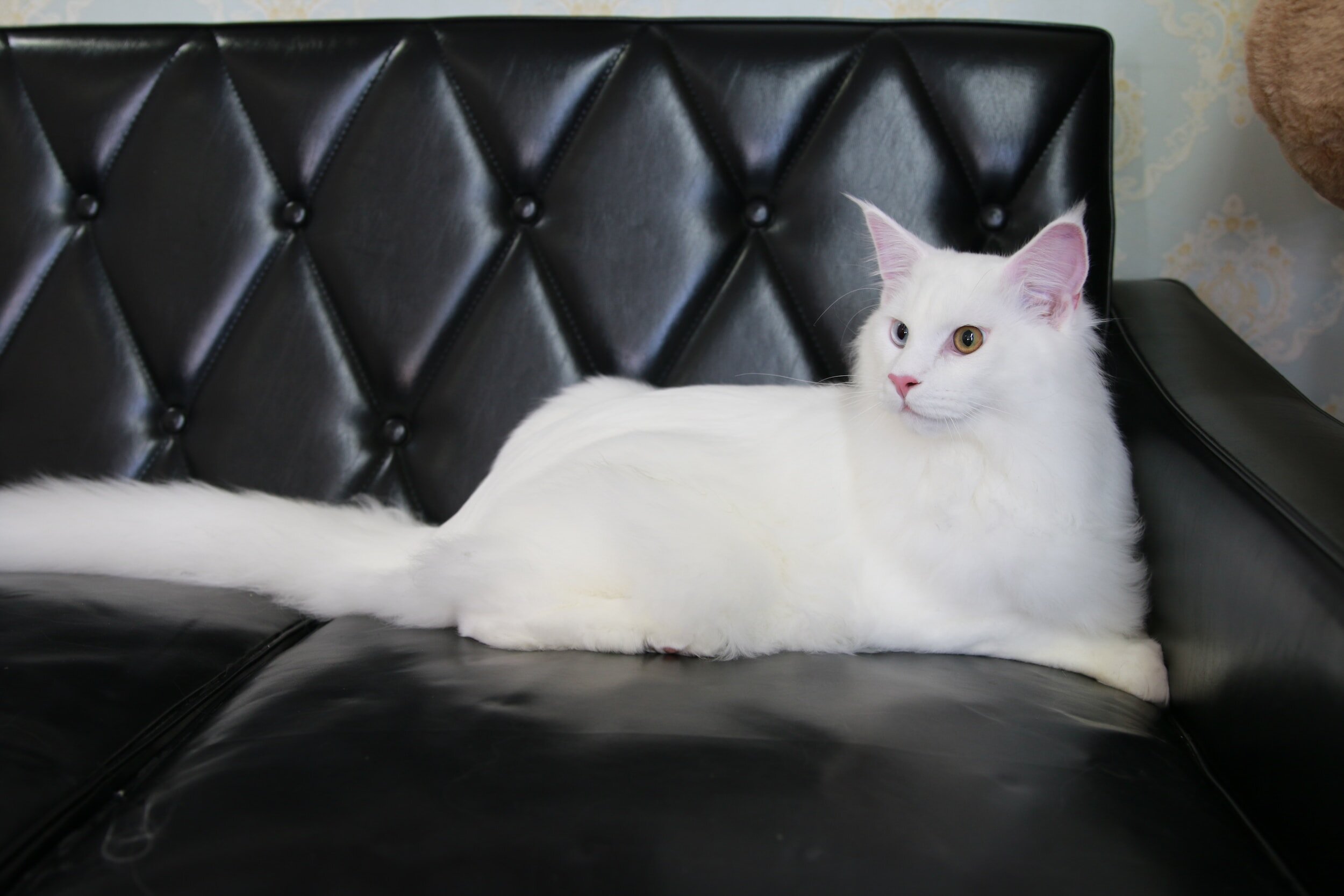 How to Maintain Your Furniture Cat-Free — Mad Katz Blog