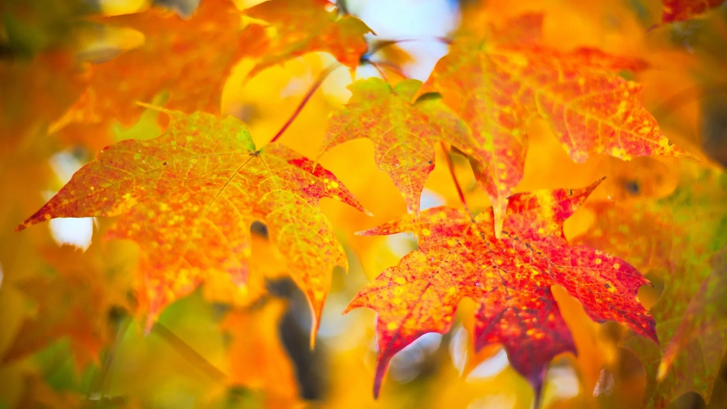 My September Favorites as a Gut Health Dietitian