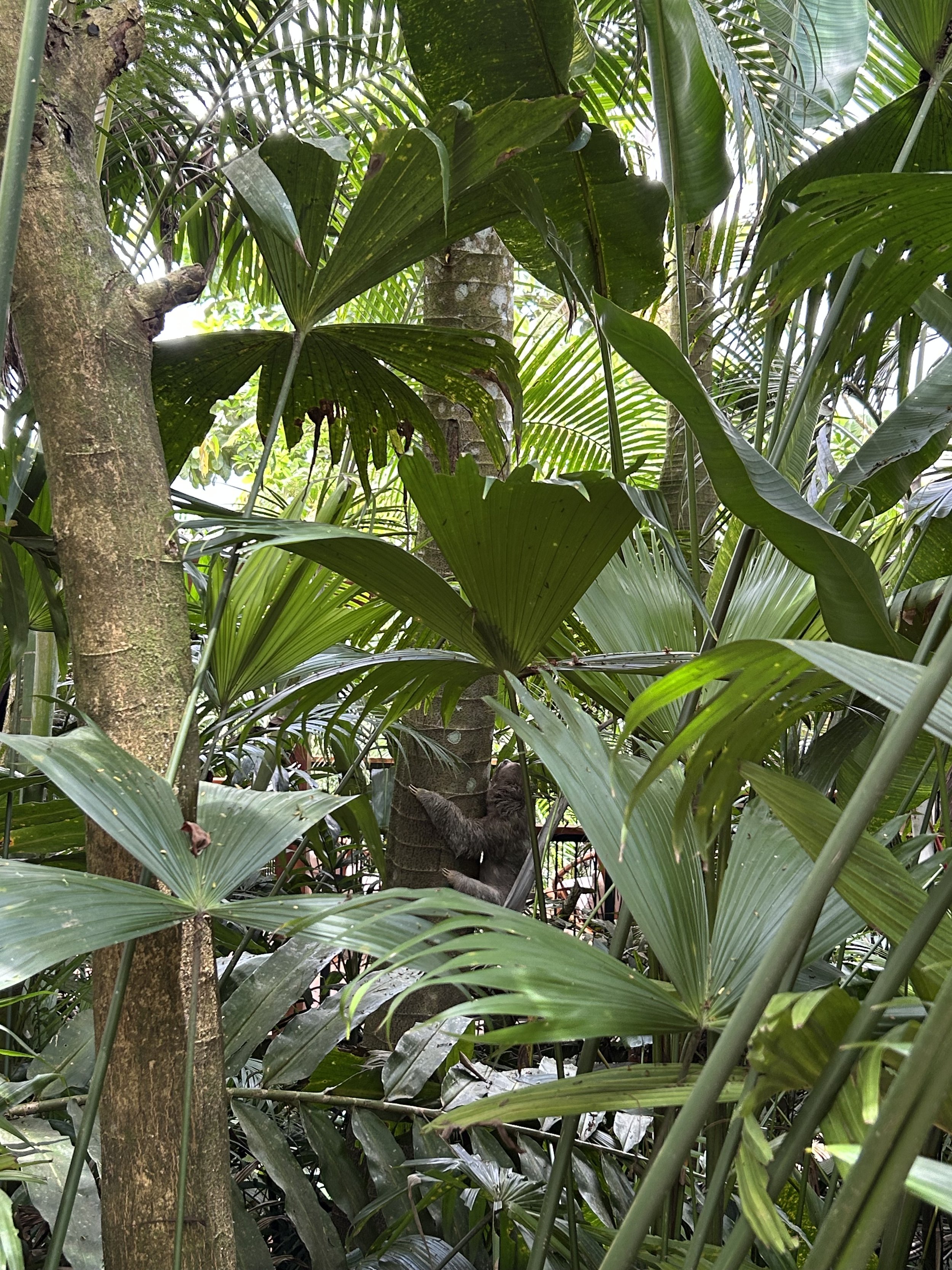 COSTA RICA REVIEW OF NAYARA