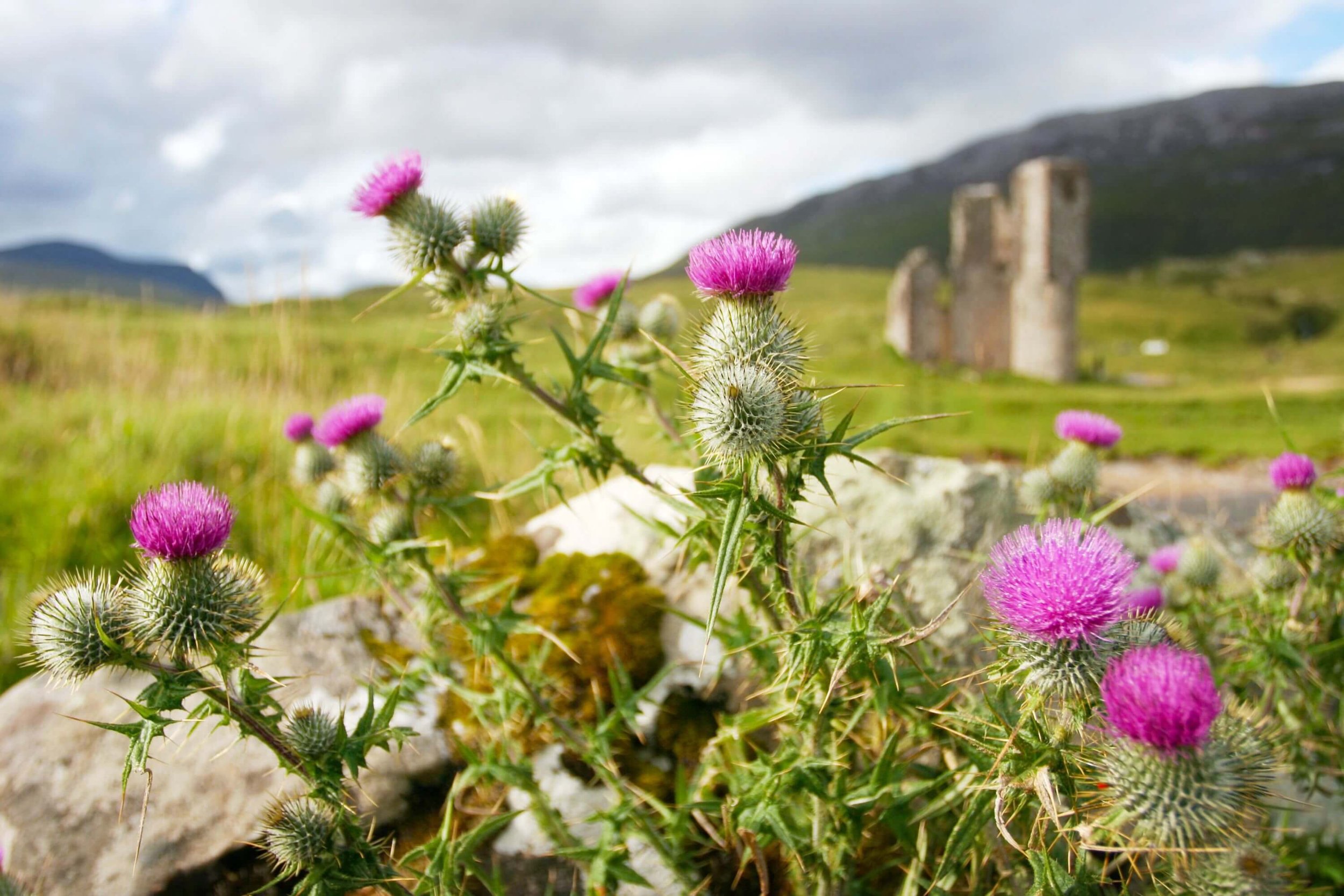 Scottish thistle, a symbol of Scottish heritage