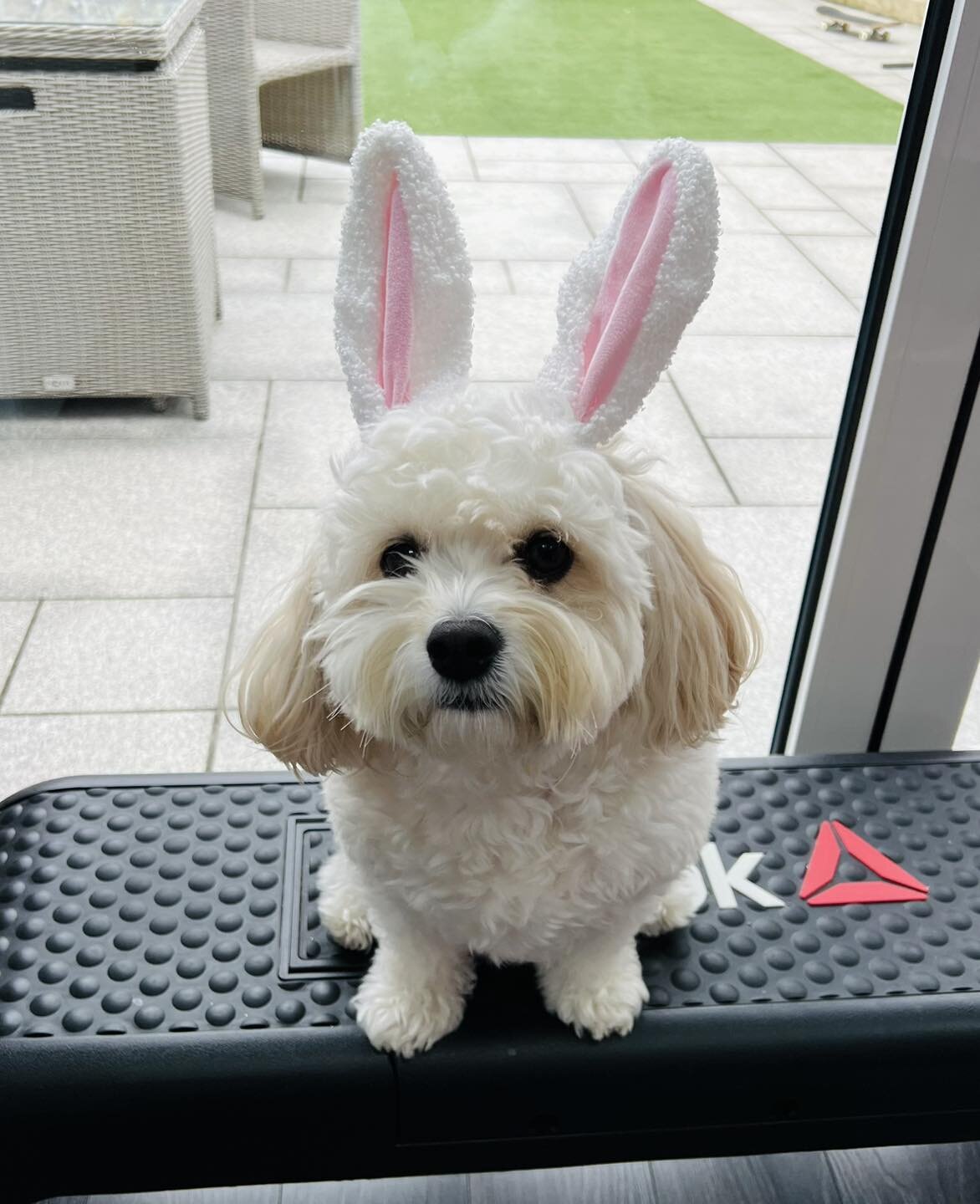 🐣🪺Happy Easter🪺🐣 to all our customers and followers.
We are now closed for a well deserved Easter break and re-open on the 8th of April.

Customer services will be covered by Bob&hellip;&hellip;

#cavachonsofinstagram #cavachon #security #electri