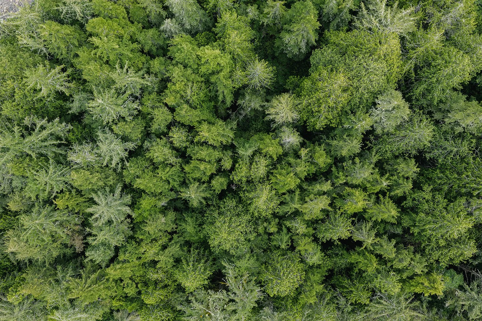 drone_iisaak_olam_jun5_2024--52_websize (1).jpg