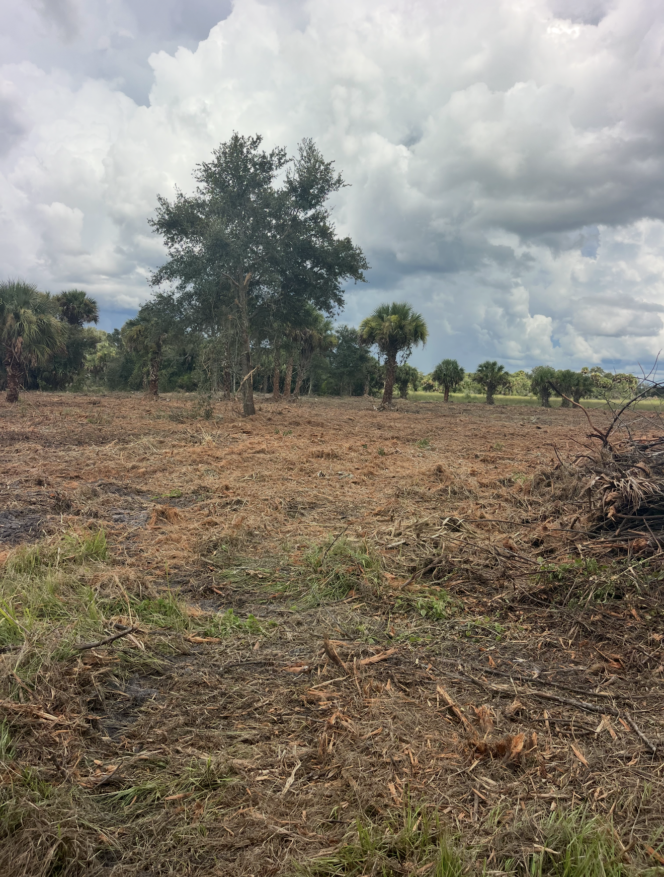 A landscape with a large tree in the background and smaller palm trees scattered across a cleared, slightly burned field under a cloudy sky.