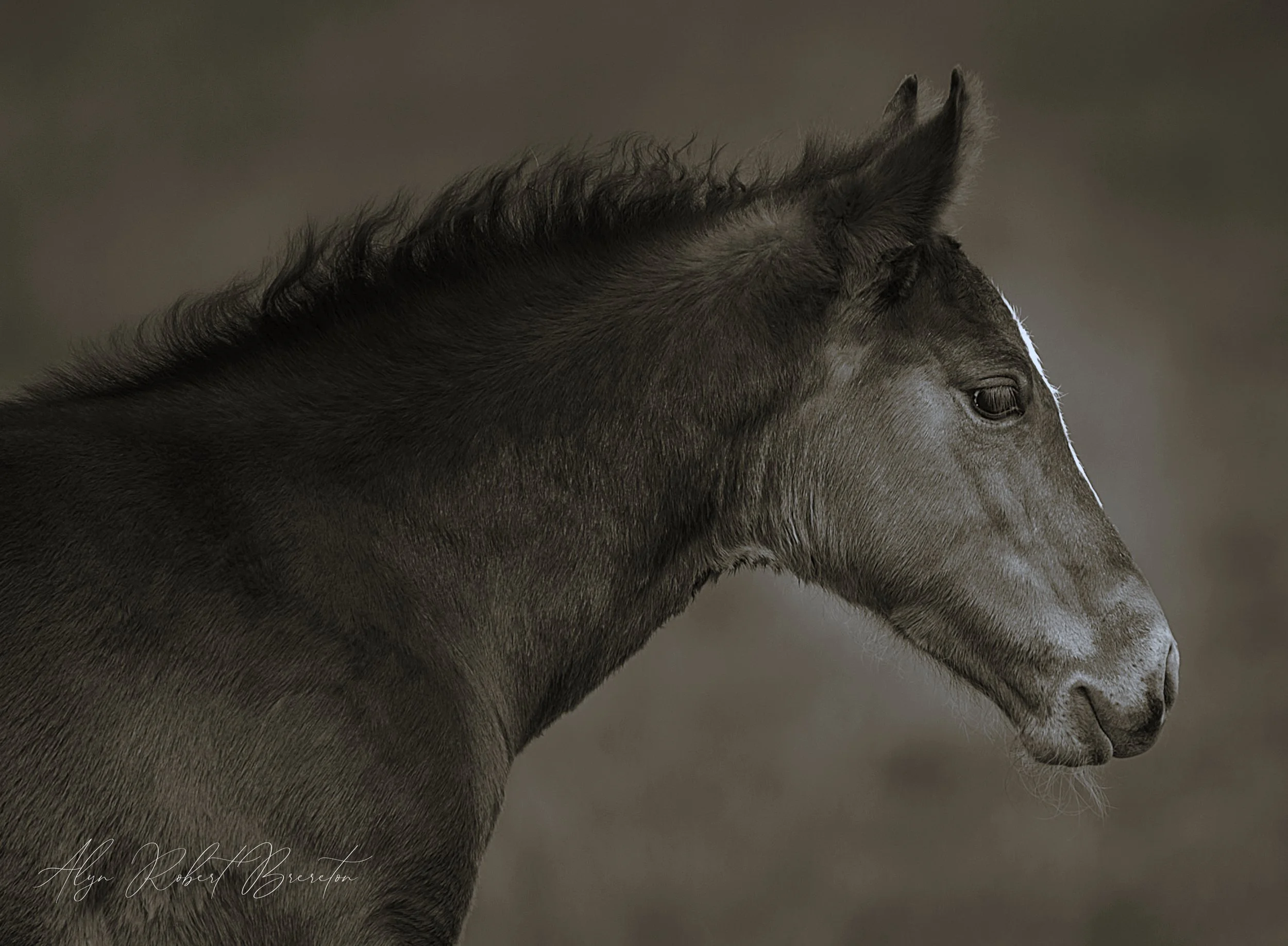 Alyn Robert Brereton 16.jpg