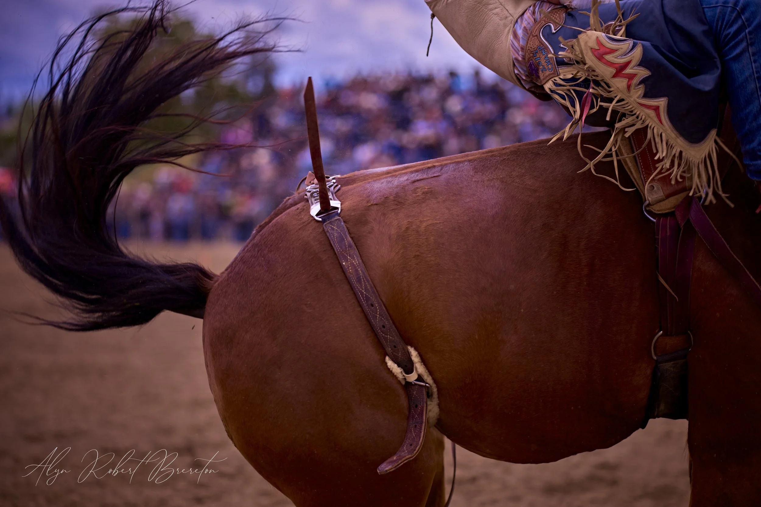 Alyn Robert Brereton 17.jpg