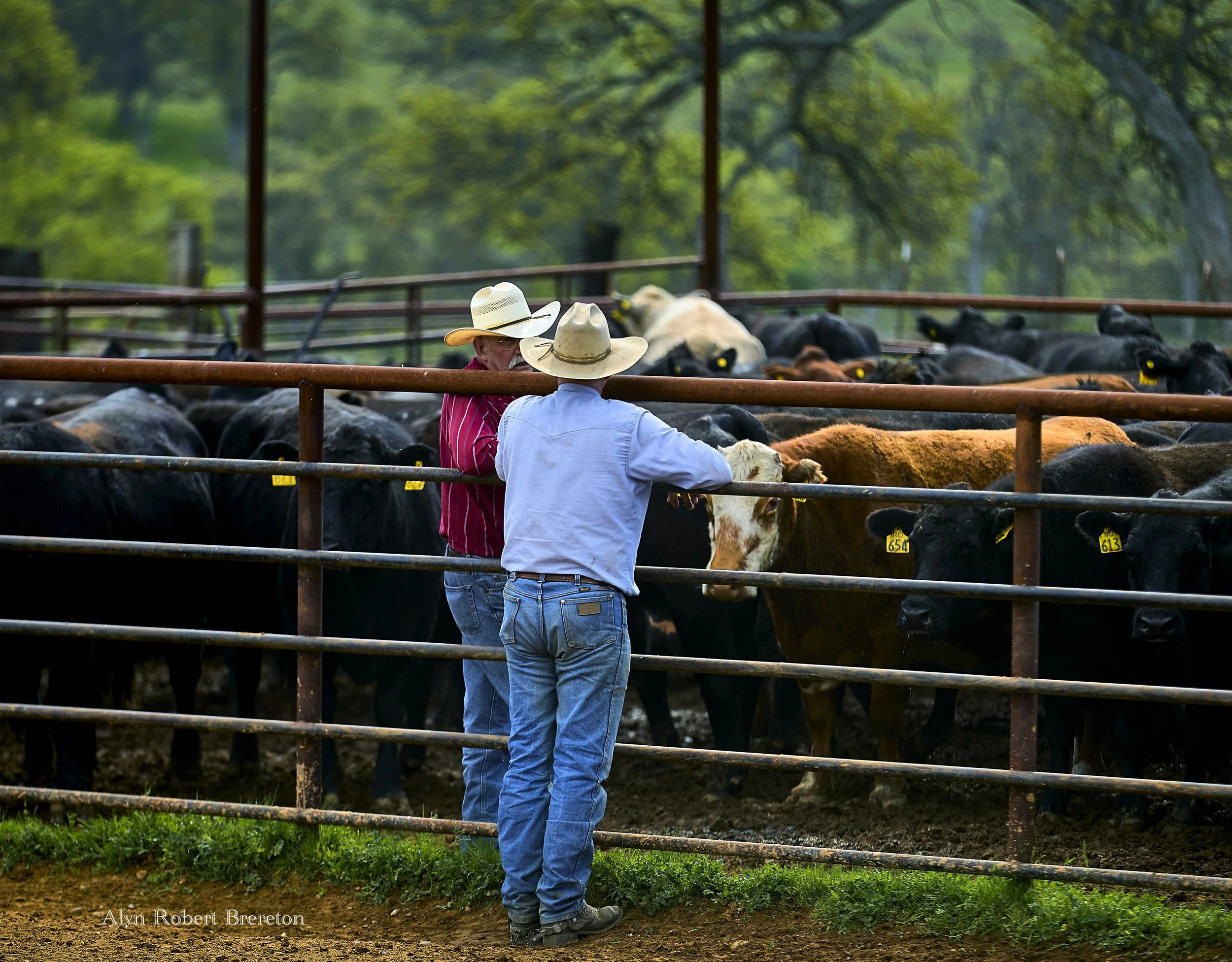 Alyn Robert Brereton 21.jpg