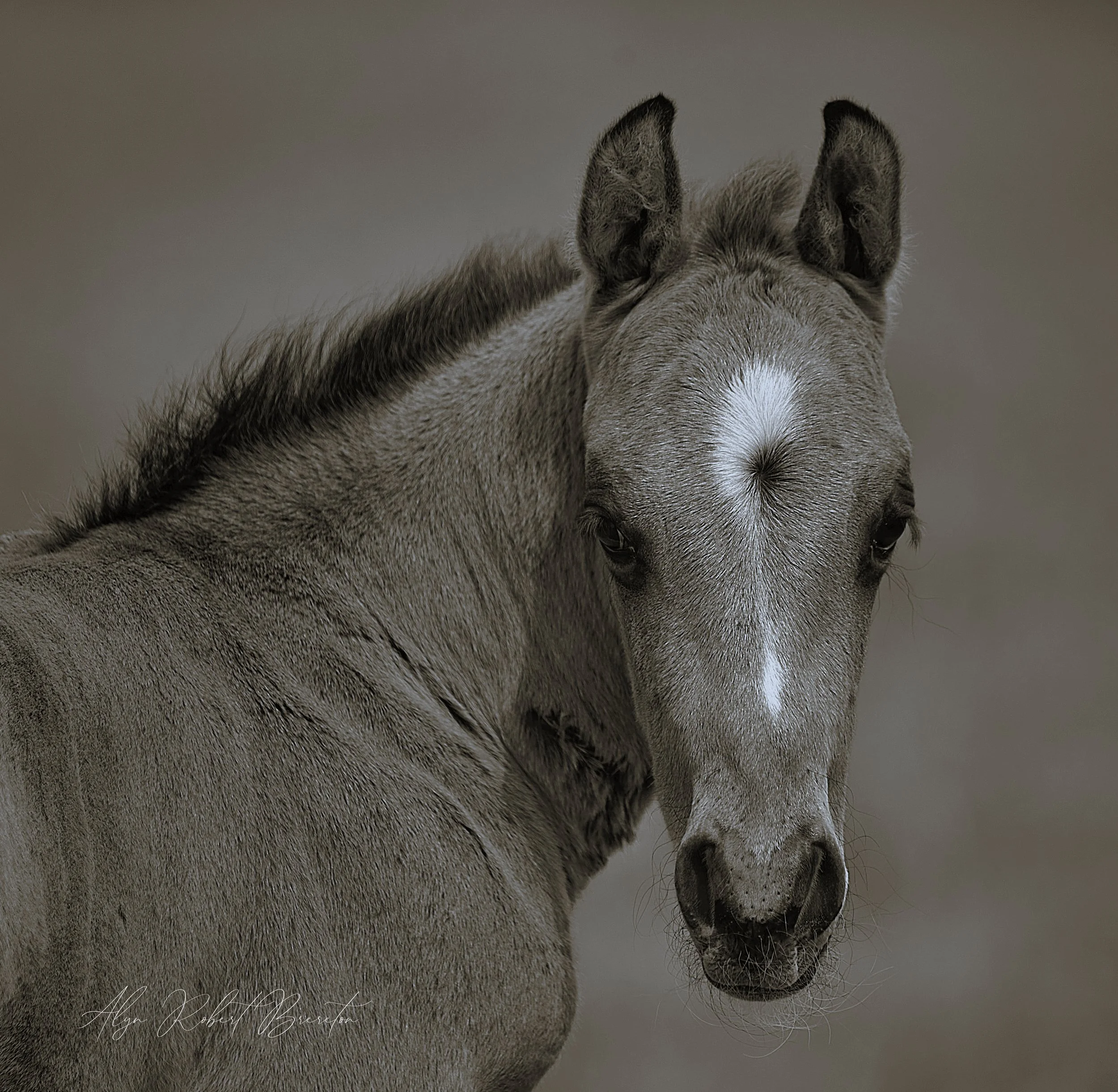 Alyn Robert Brereton.jpg