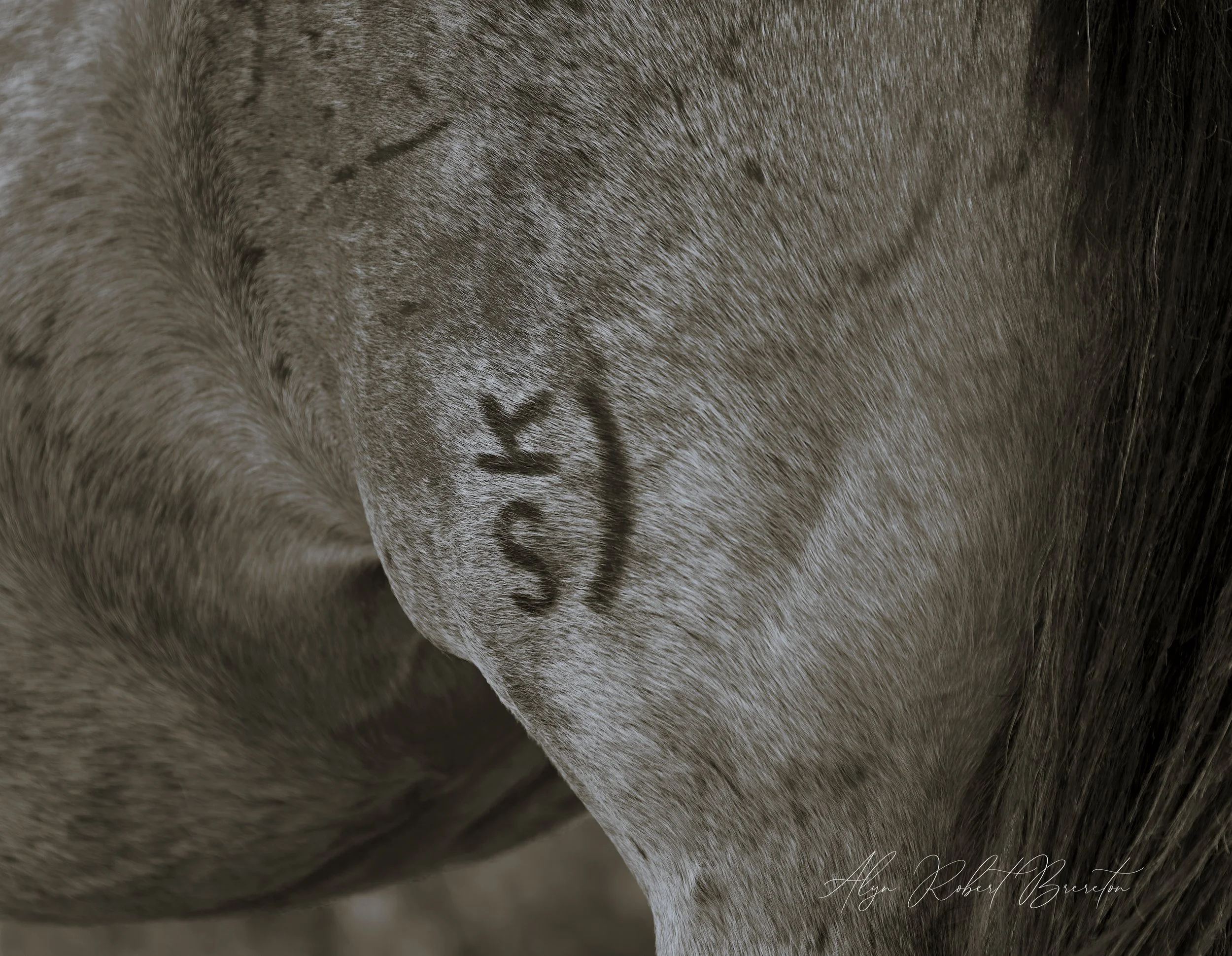 Alyn Robert Brereton 19.jpg