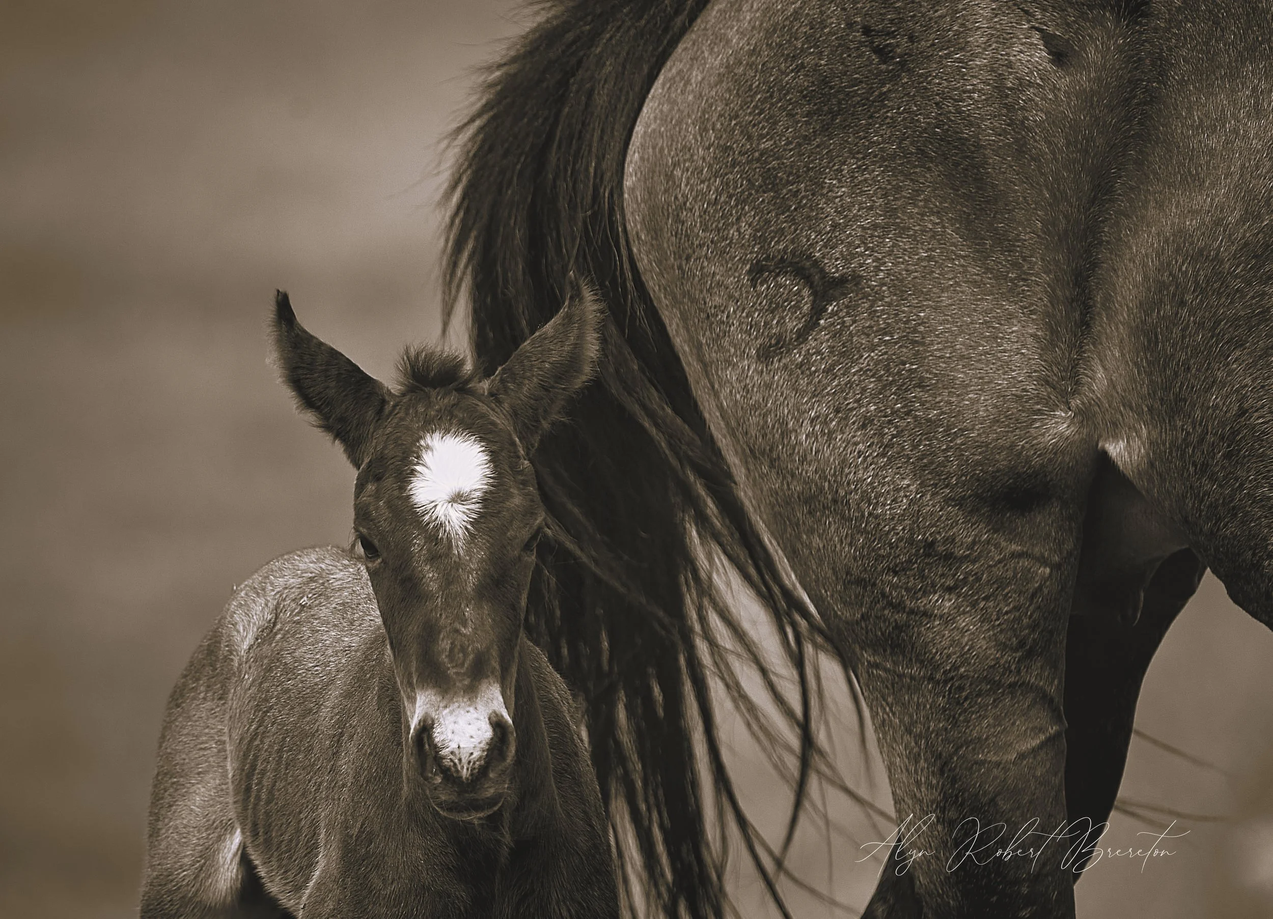 Alyn Robert Brereton 15.jpg