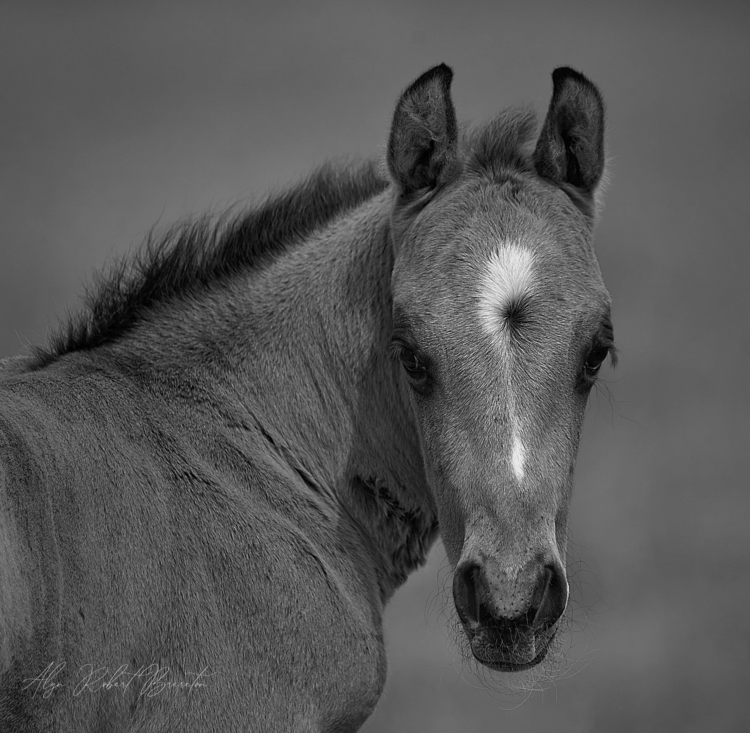 Alyn Robert Brereton 18.jpg