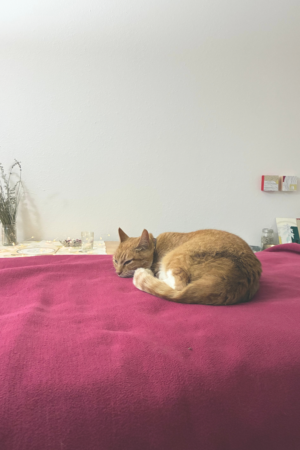 cat asleep peacefully in Walla Walla Reiki studio