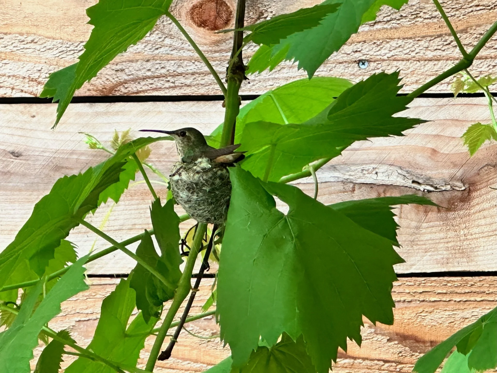 Hummingbird_in_nest_2023.jpg