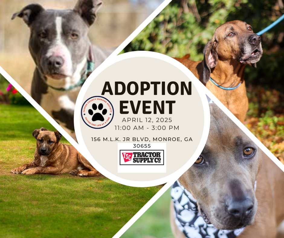 JCHS Adoption Event