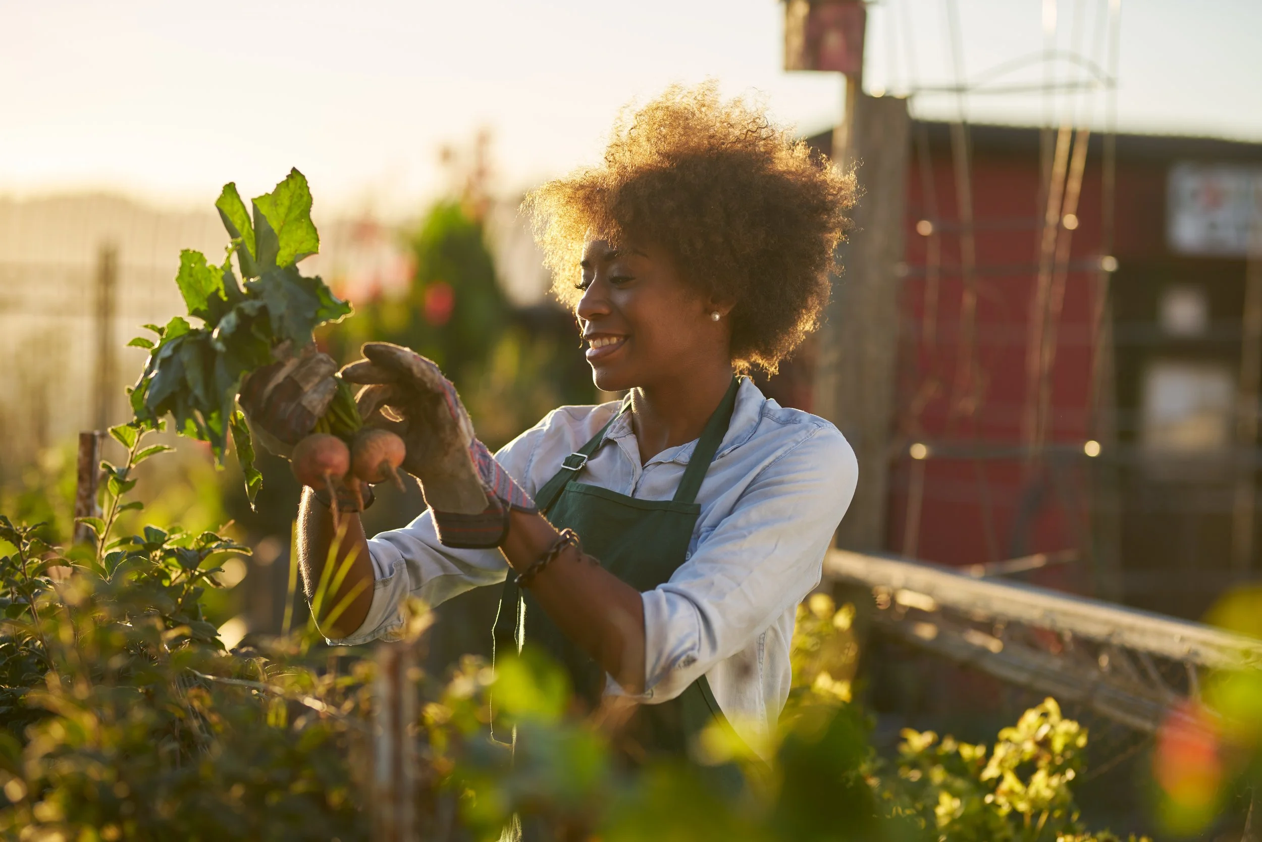 Woman harvesting sweet potatoes in a garden during sunset