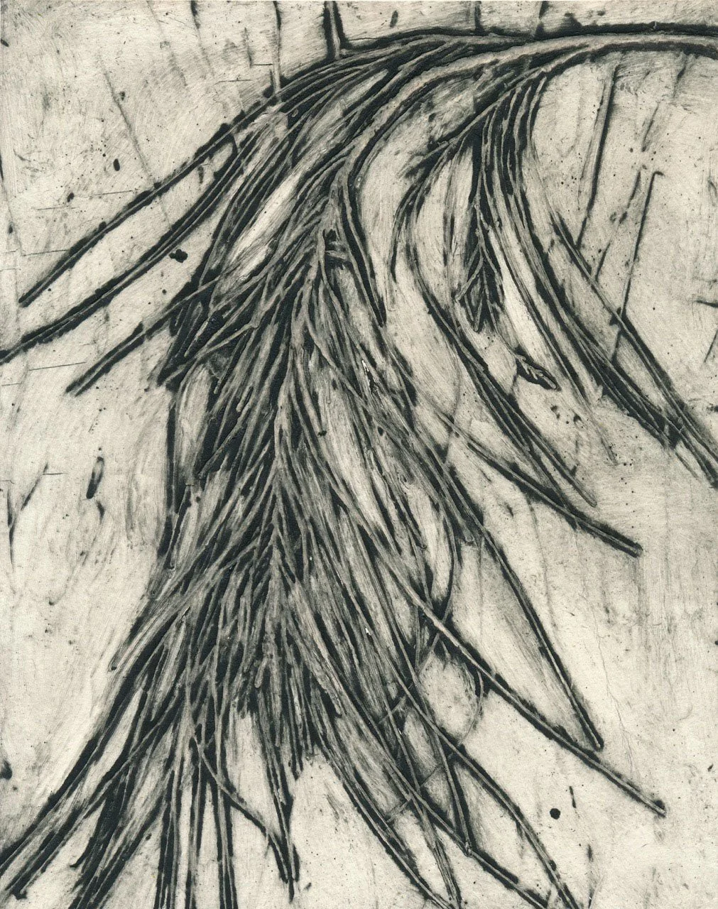 "Coastal Sheoak 1" EV2/4 2022 ©Jacky Lowry; original real-plant collagraph print on paper.