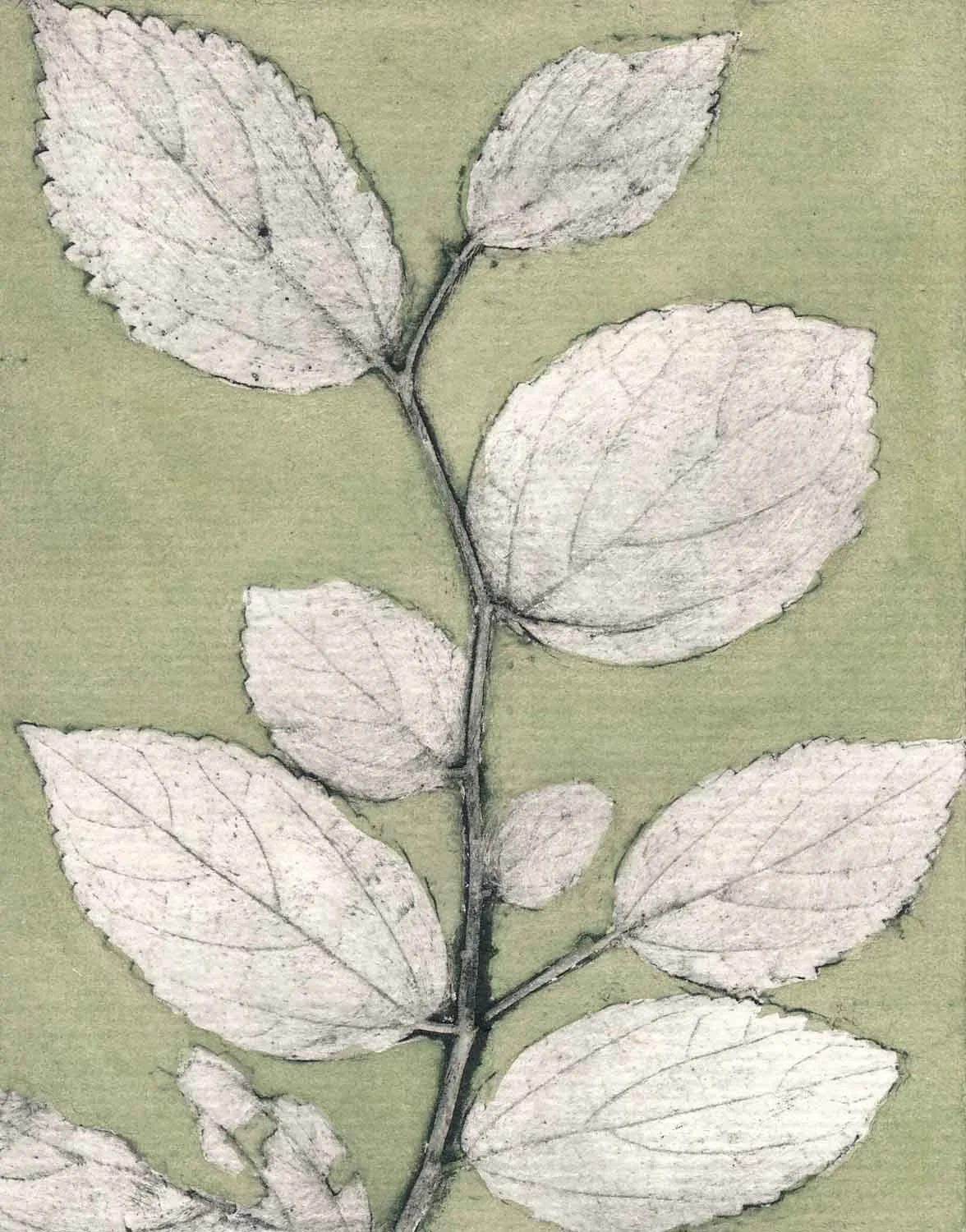 "Chinese Elm 3" 4/8 2023 ©Jacky Lowry; original hand coloured real-plant collagraph print on paper.