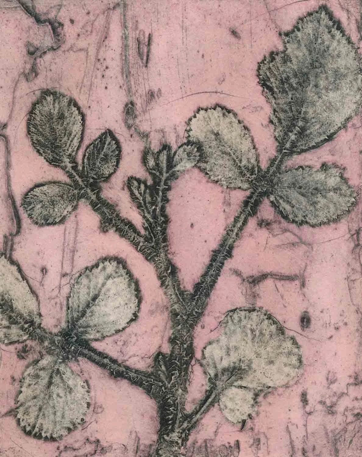 "Wild Raspberry 7" EV3/10 2022 ©Jacky Lowry; original hand coloured real-plant collagraph print on paper.