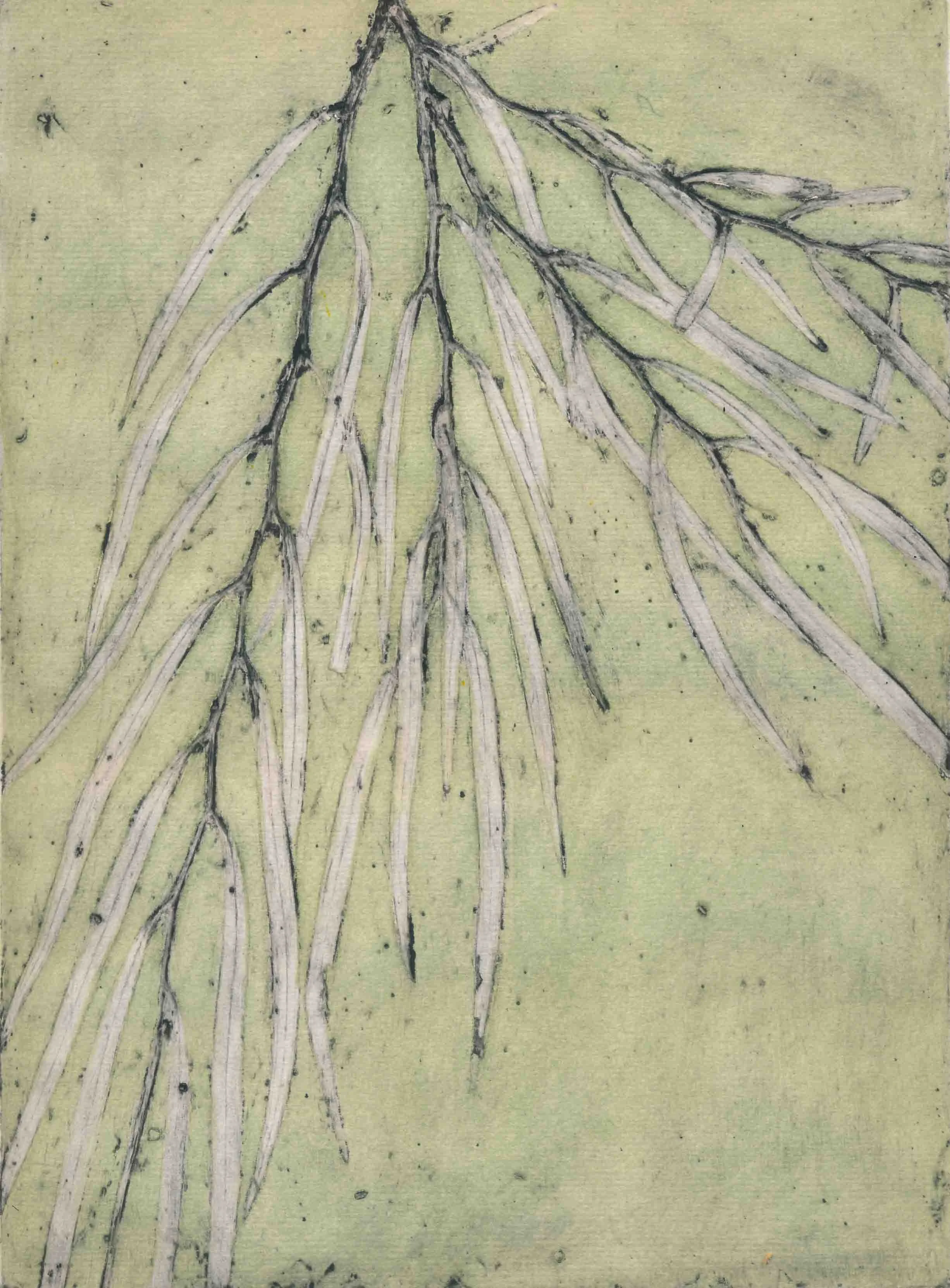 Western Australian Peppermint Tree 4 3/7 ©️Jacky Lowry; original hand coloured collagraph print on paper.